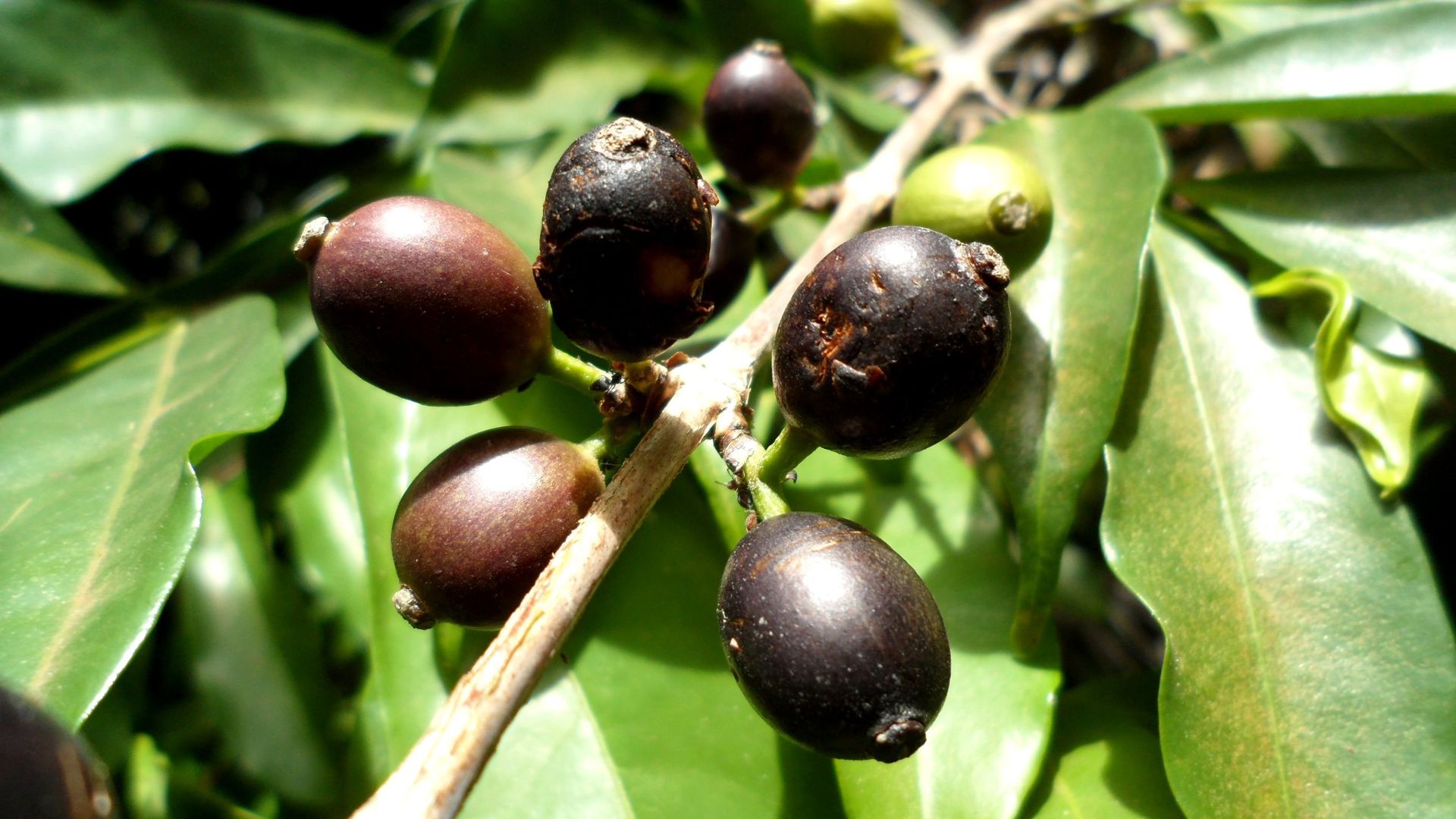 Photo of Coffea stenophylla