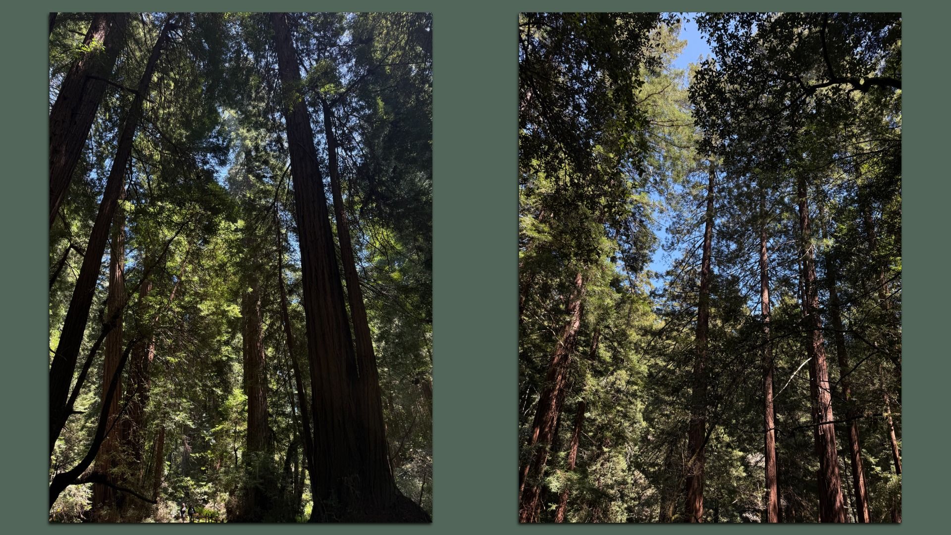 Two vertical forest scenes side by side showing tall conifer trees with dark trunks, dense green foliage, and patches of blue sky as sunlight streams through the canopy.