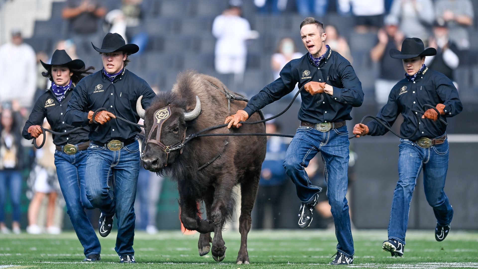 four people hold back a buffalo as it runs on football field