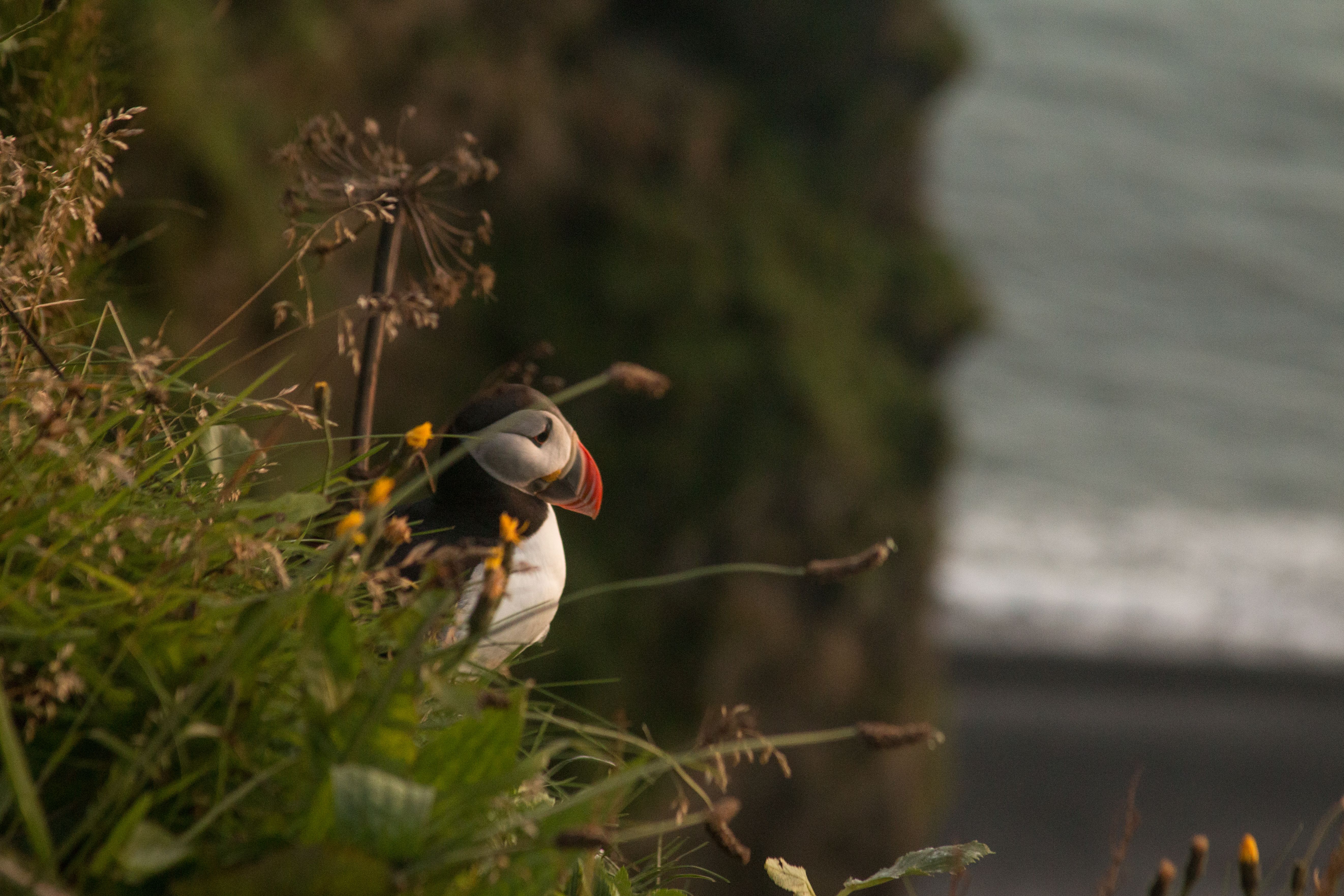 A colorful puffin with orange beak and white chest stands among lush green grass and yellow flowers on a cliffside overlooking a blurry ocean background.