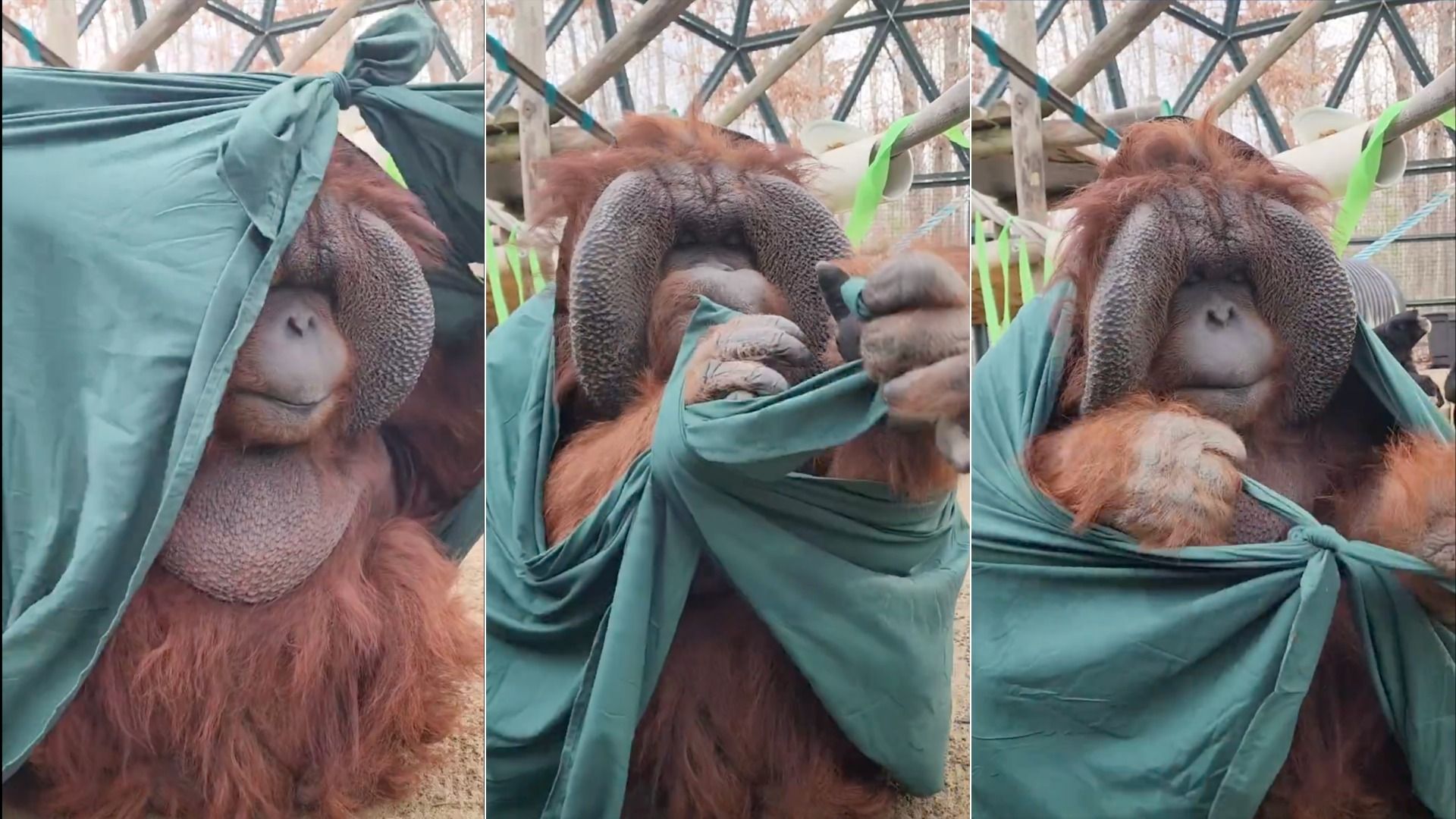 three side-by-side pictures of an orangutan with a cloak as he tries tying it