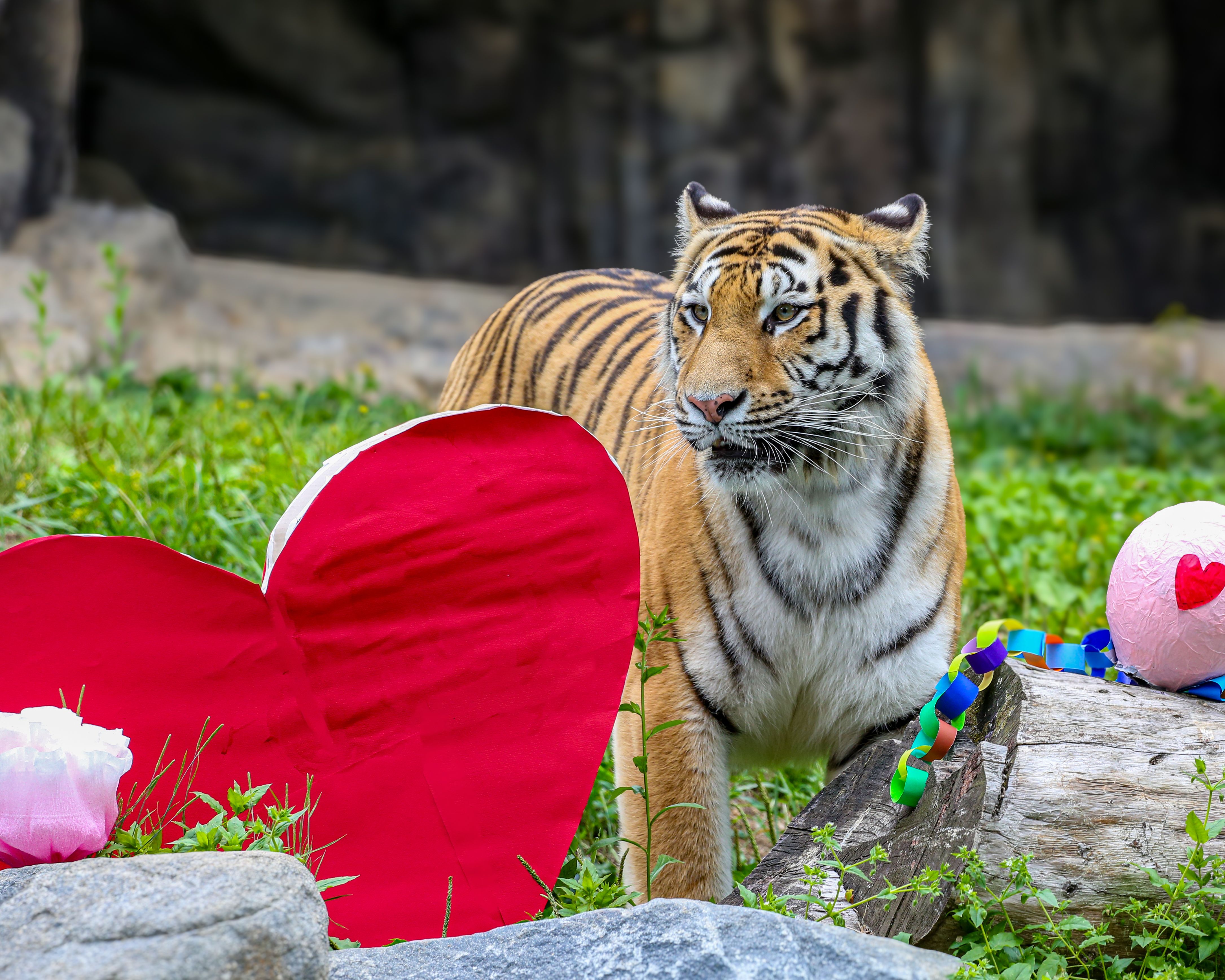 A tiger sits on green grass beside a large red heart cutout and colorful decorations, with a weathered log and a rocky, dark background.