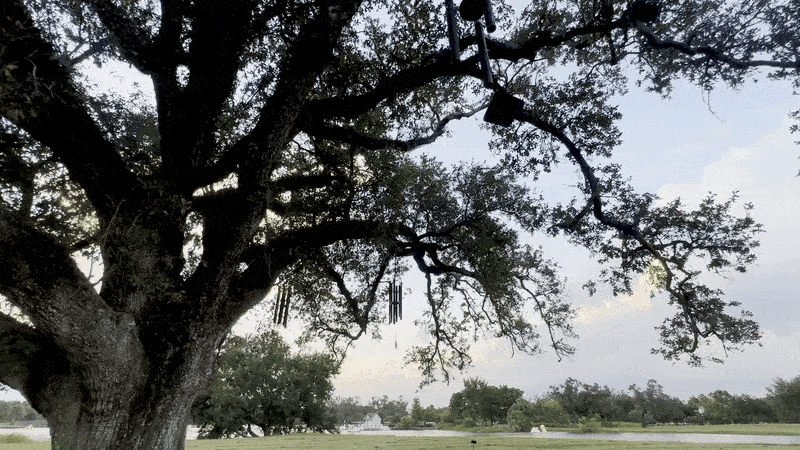 Large tree with a thick trunk and sprawling branches holding black wind chimes, set in a green field under a cloudy sky at sunset.