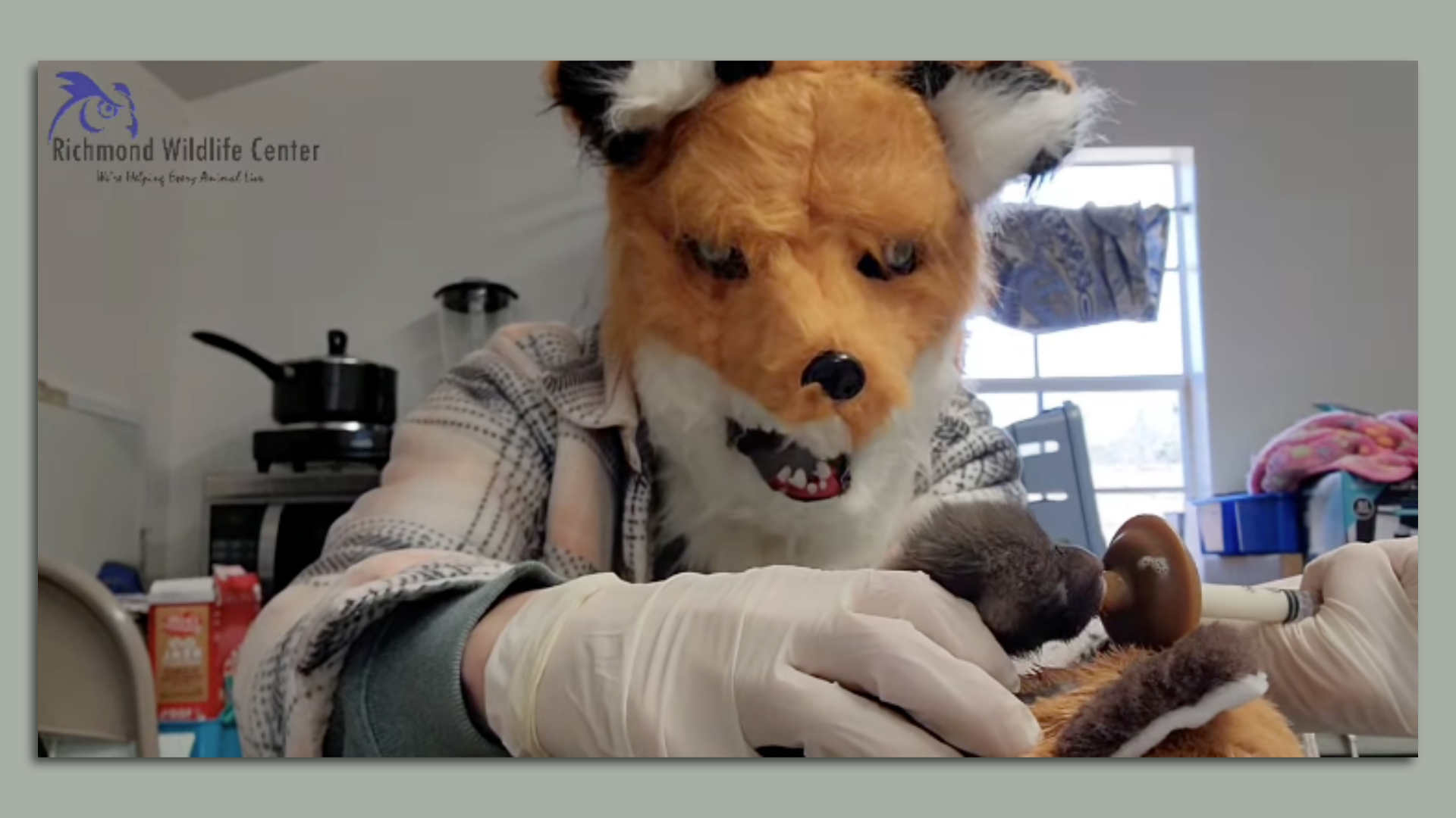 A woman wearing a terrifying fox mask 