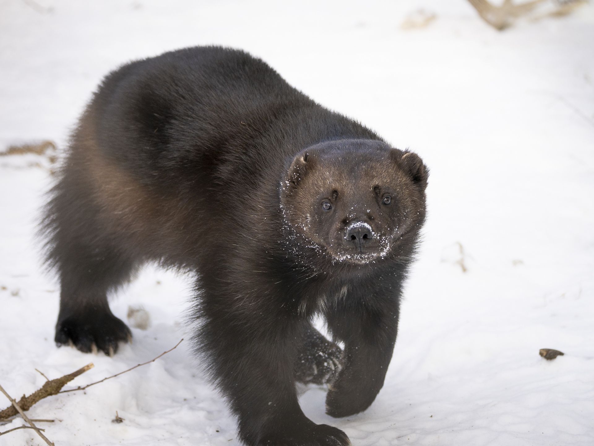 Columbus Zoo wolverine predicts Ohio State win over Michigan