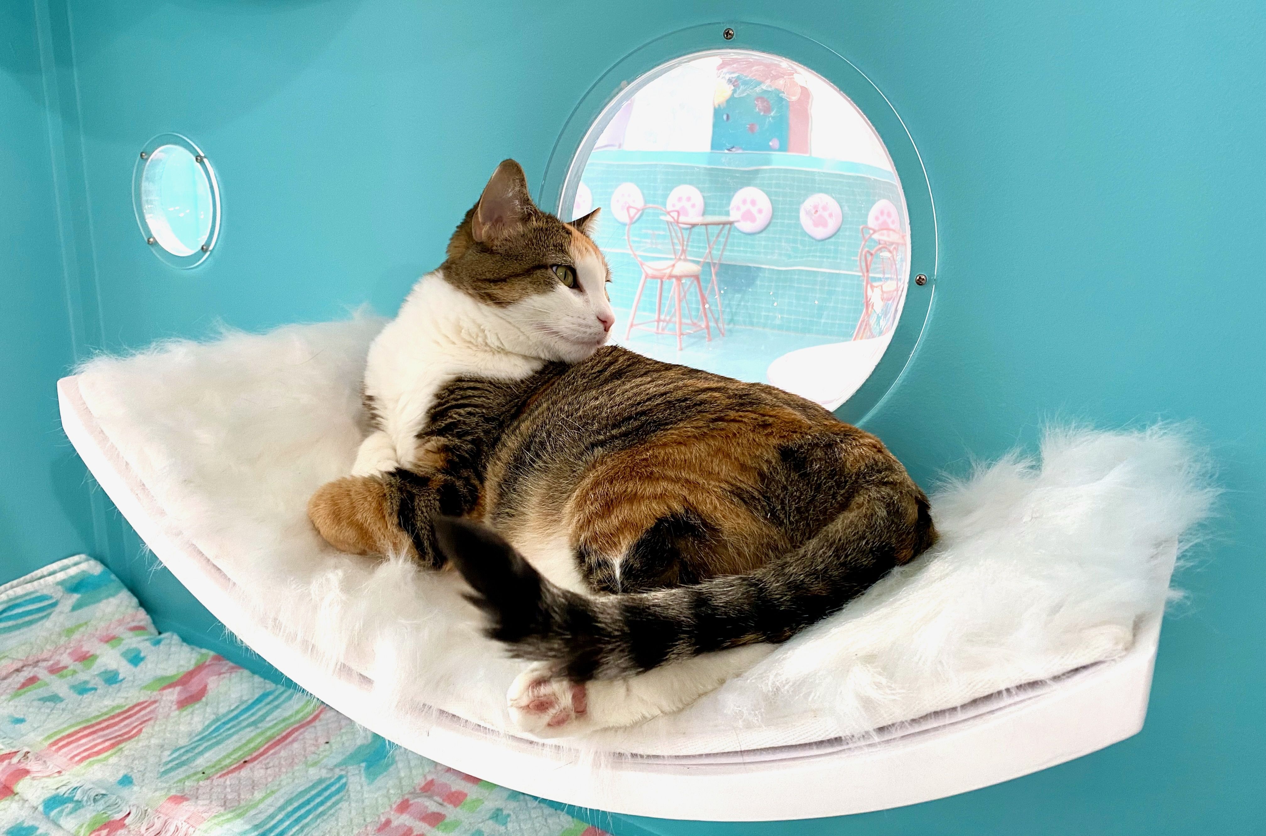 A calico cat on a fluffy white perch looks into a bubble window