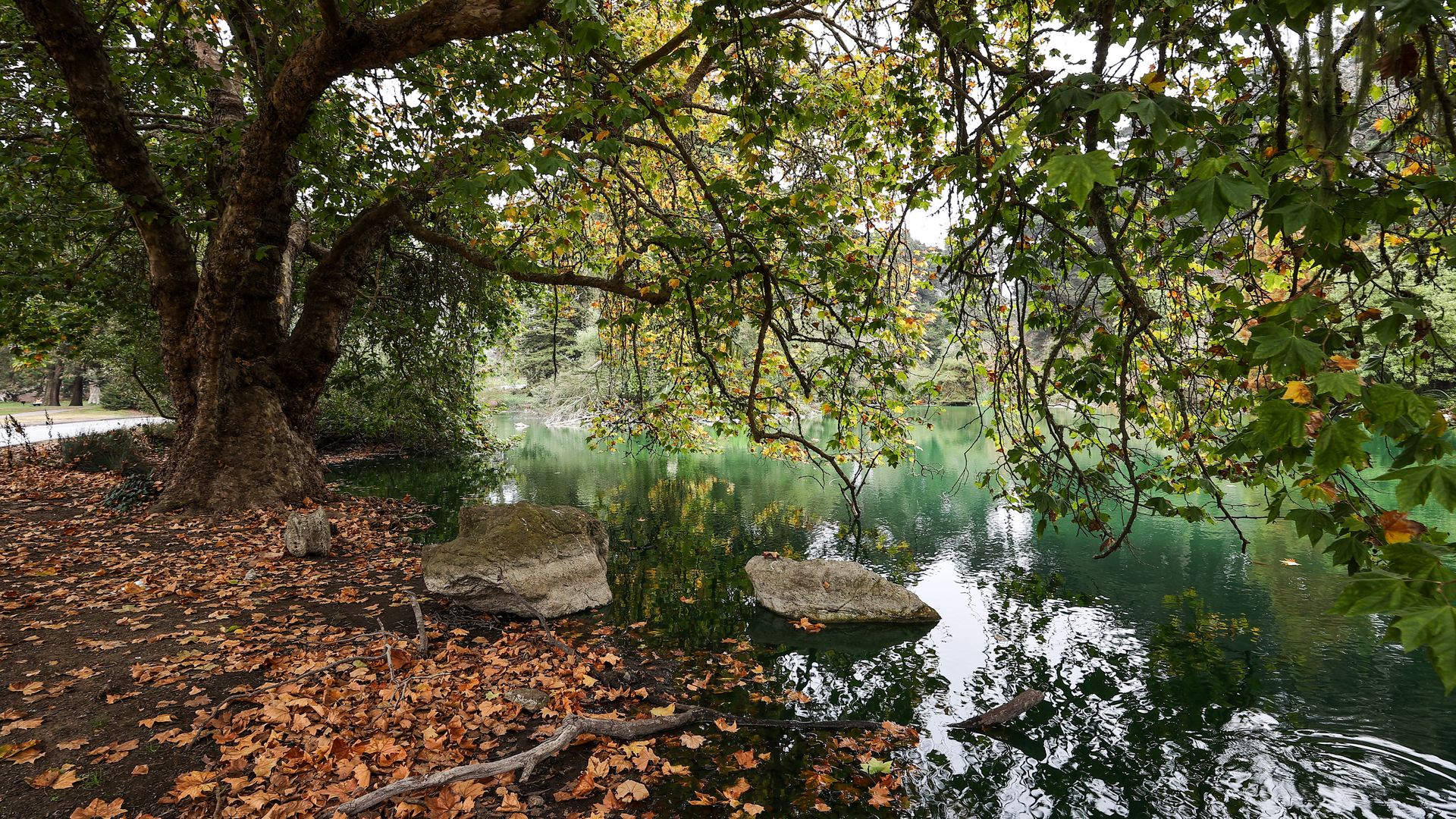 leaves on a pond