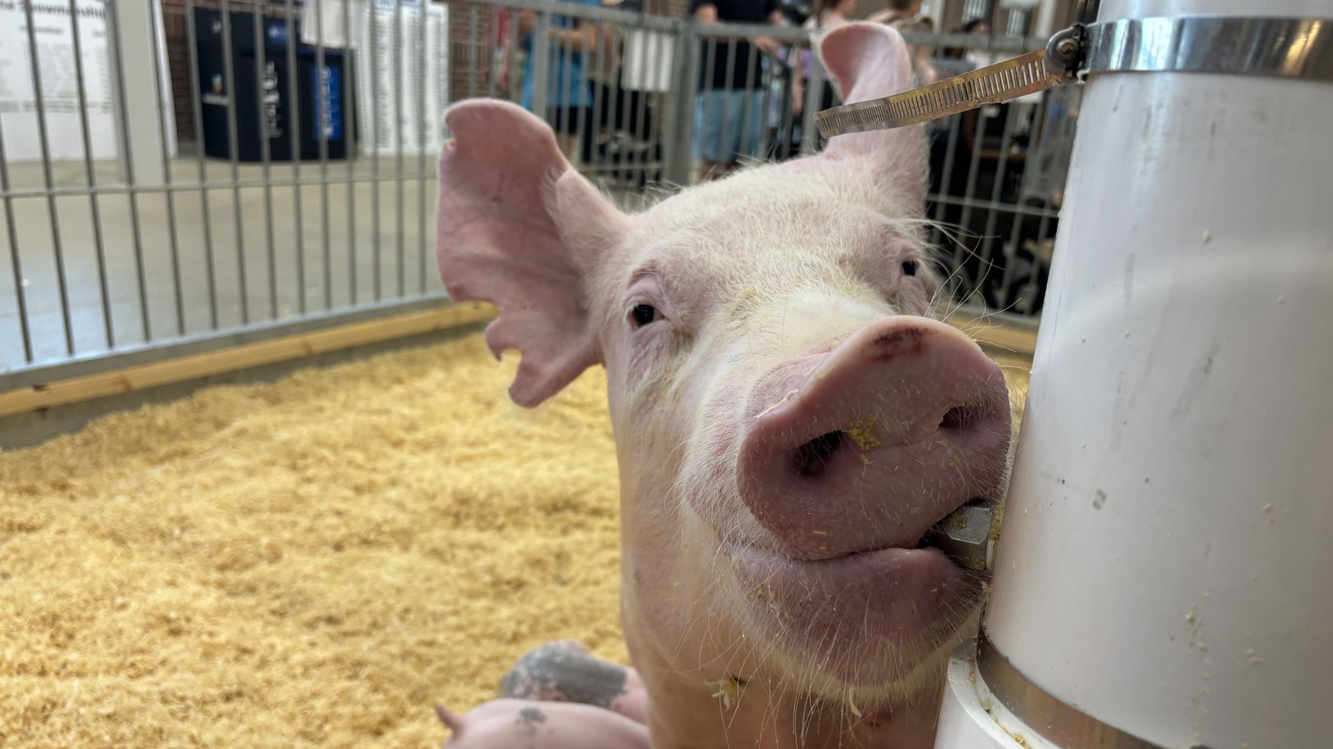 A pig drinking water