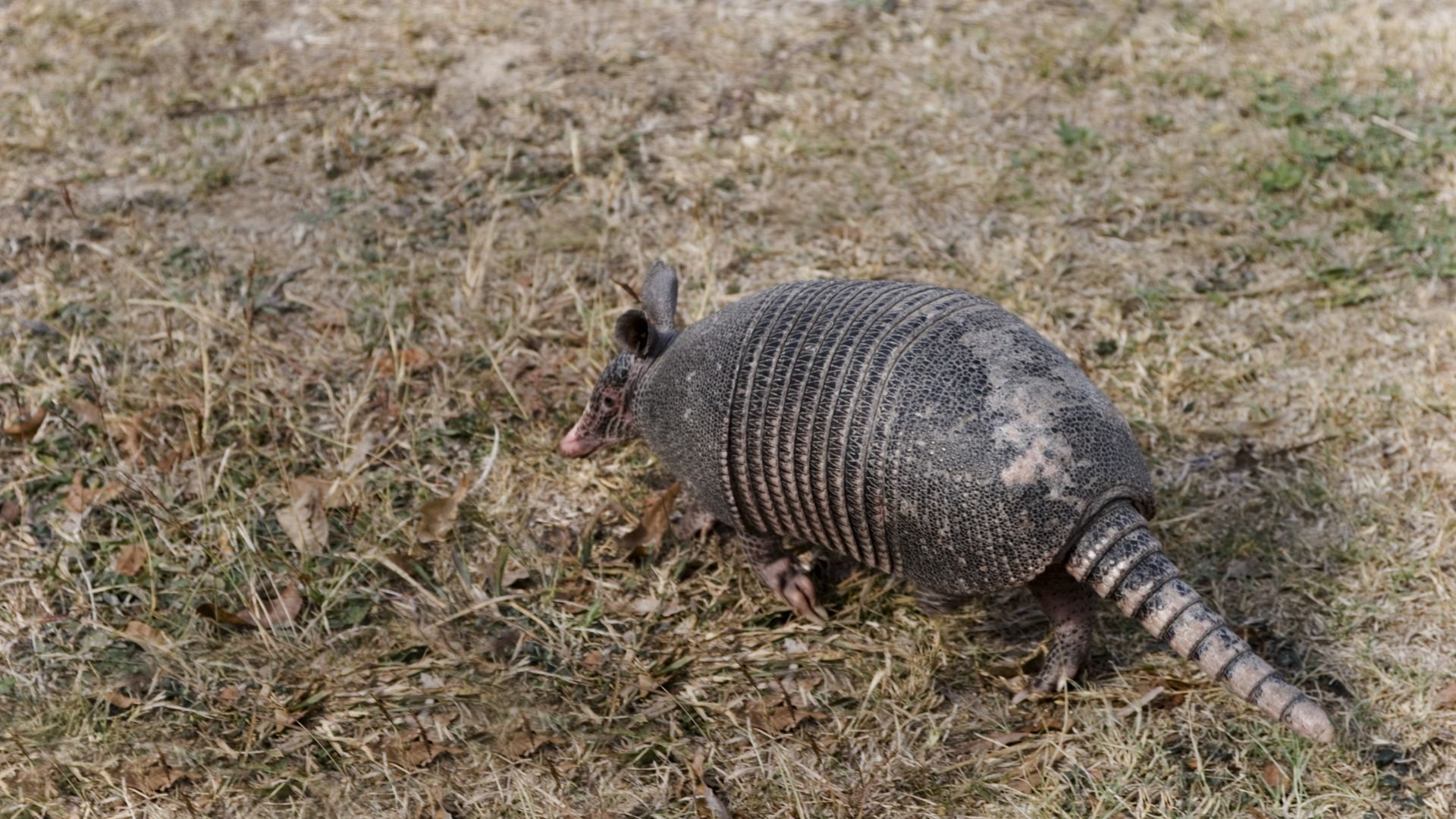 Armadillo Animal In The Grass In Texas, Scared. (Photo By: MyLoupe/UIG Via Getty Images)