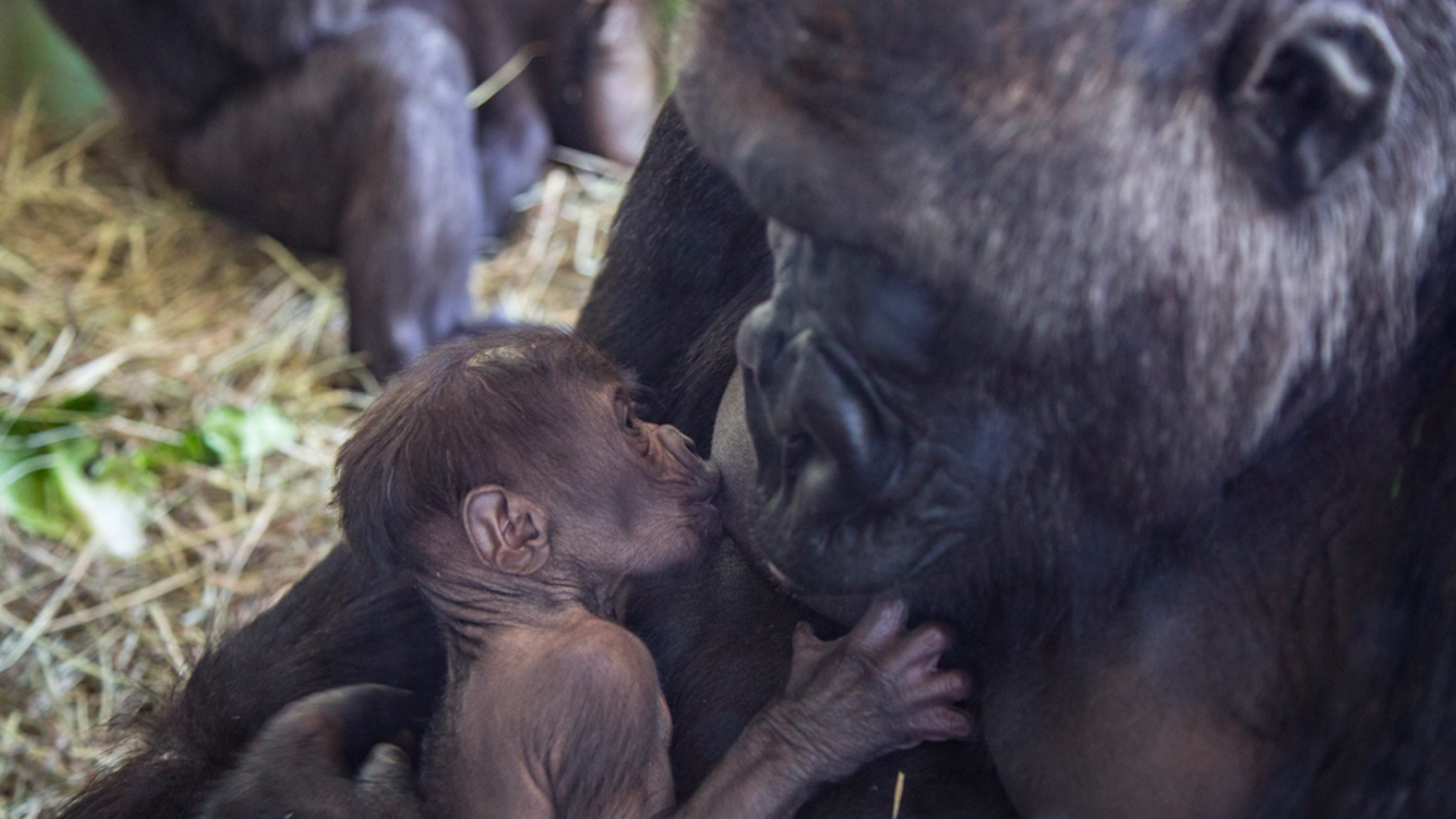 Lowland gorilla mama and son at Lincoln Park Zoo