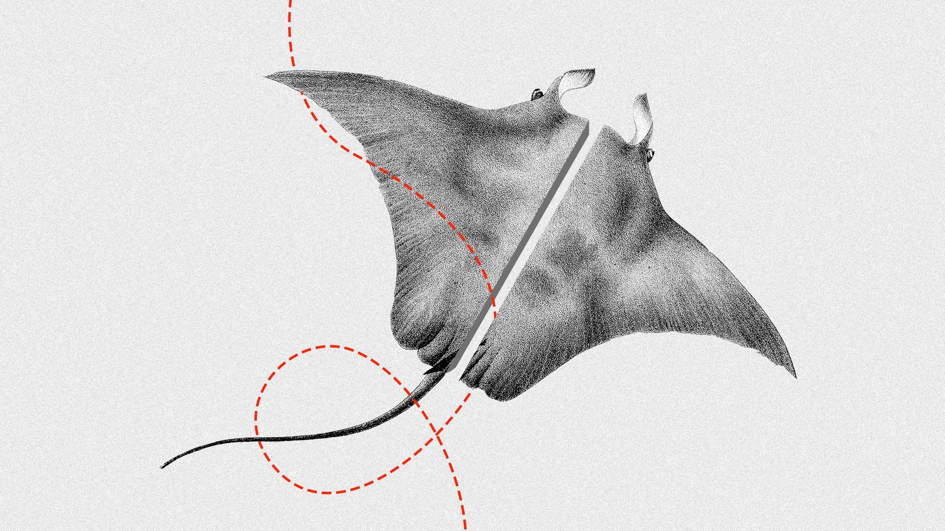 Illustrated collage of line going through a manta ray