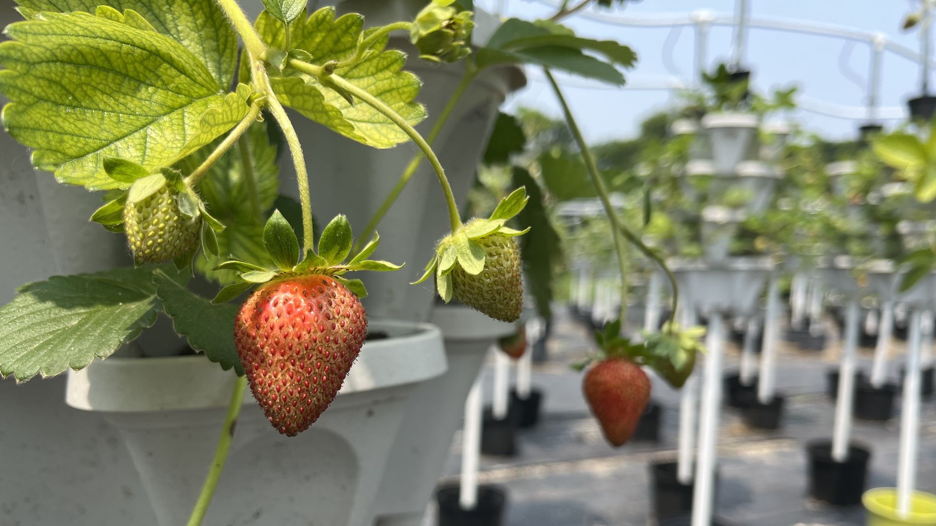 A strawberry hanging from a white plastic basket