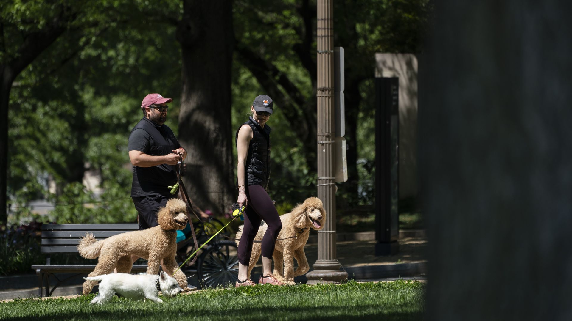 People walking dogs on the National Mall.