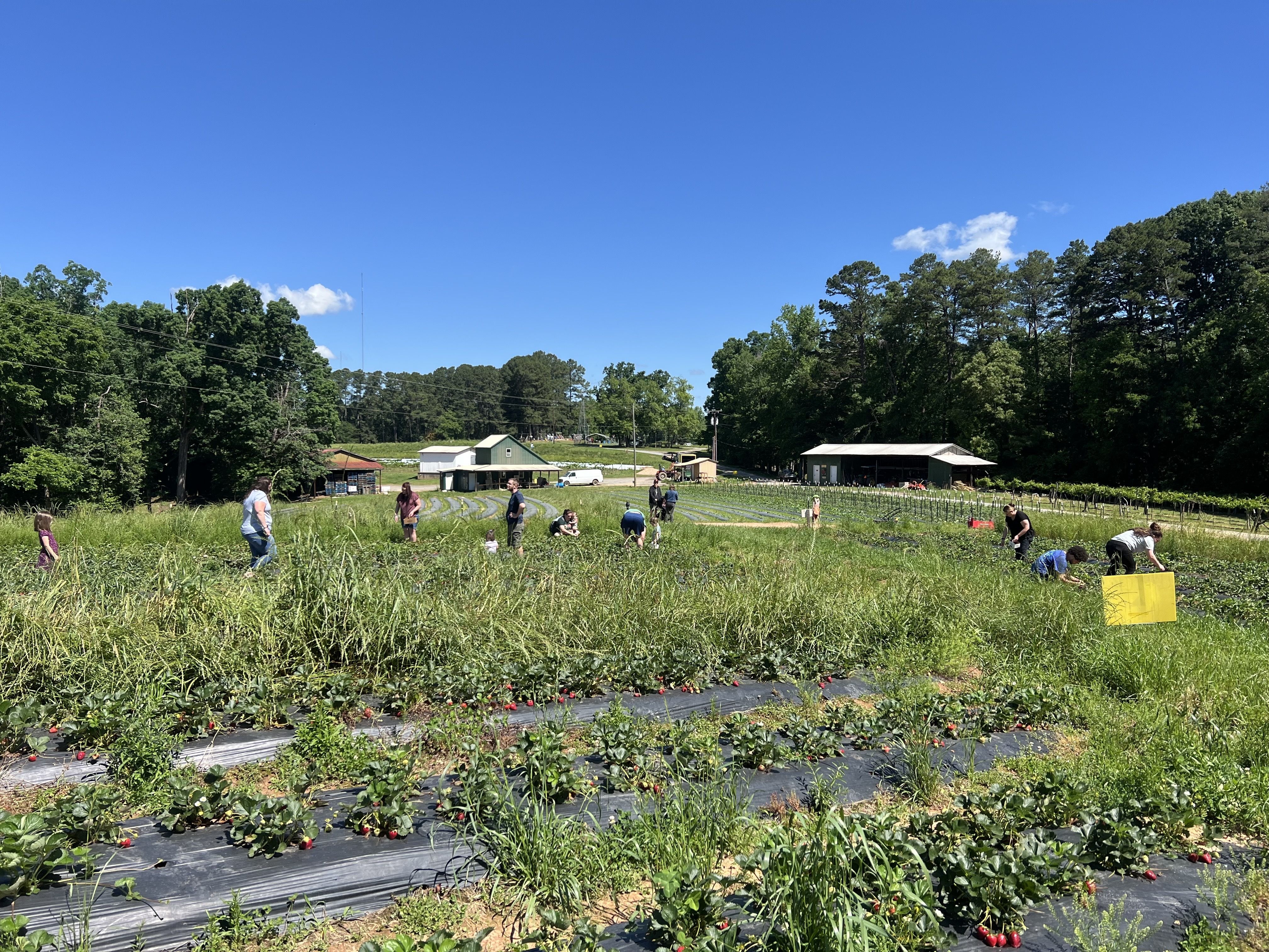 Strawberry picking guide. Bright blue sky over a strawberry field with rows of black plastic mulch. People bend and pick red berries as green trees and farm buildings line the background.
