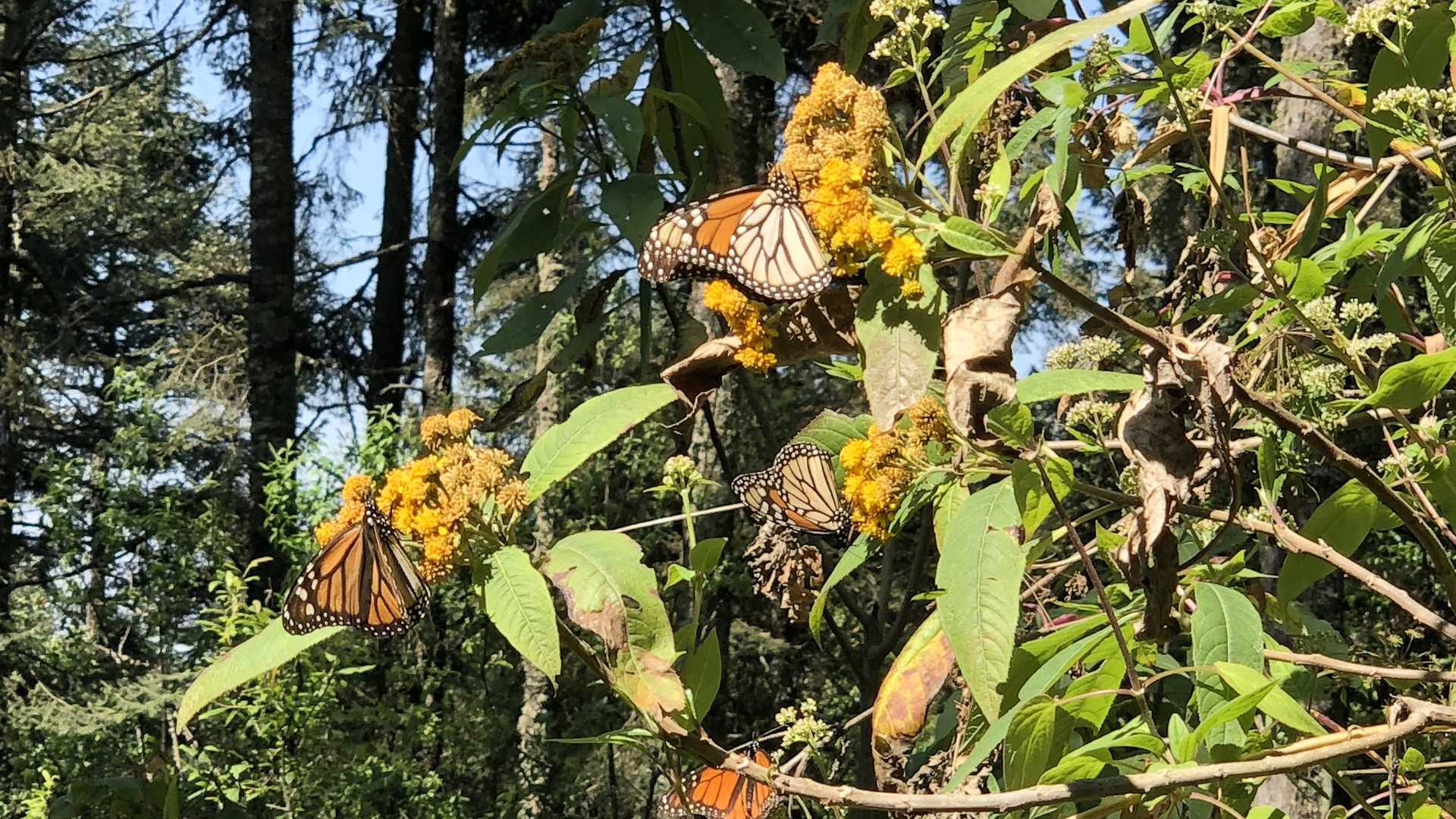 Several monarch butterflies on a tree in Mexico