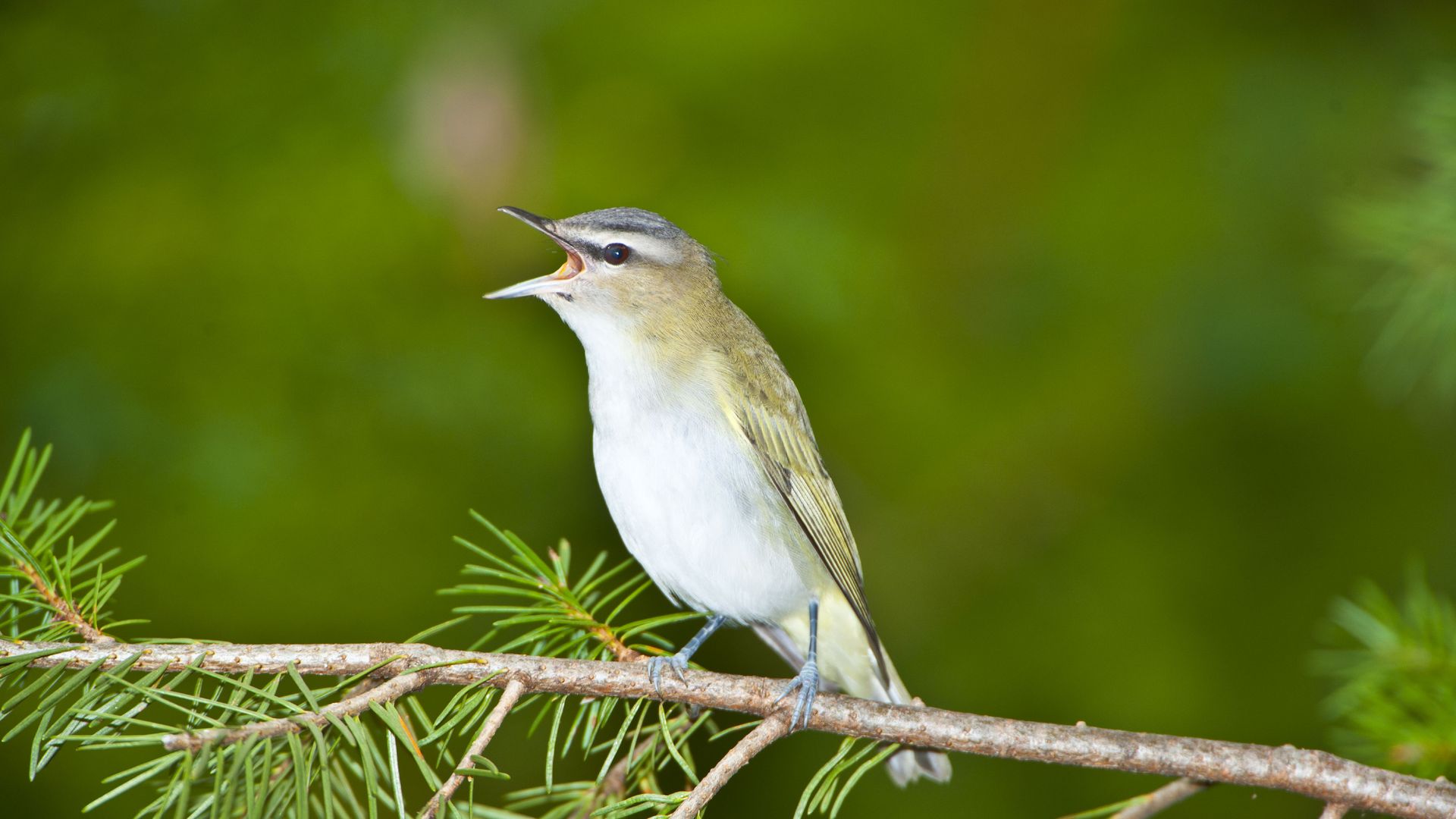 A little bird with a white belly opens its mouth and sings on a pine branch. 