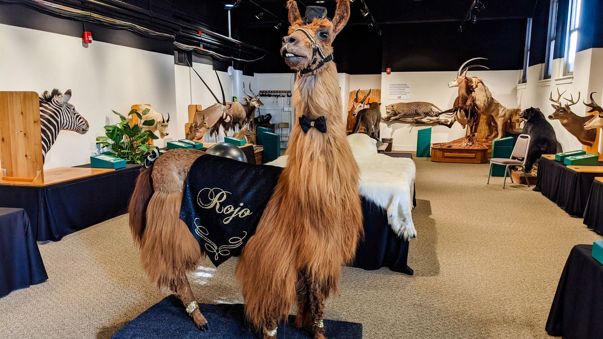 A taxidermy version of Rojo the llama, who was a mascot of Portland, Oregon, on display in a museum.