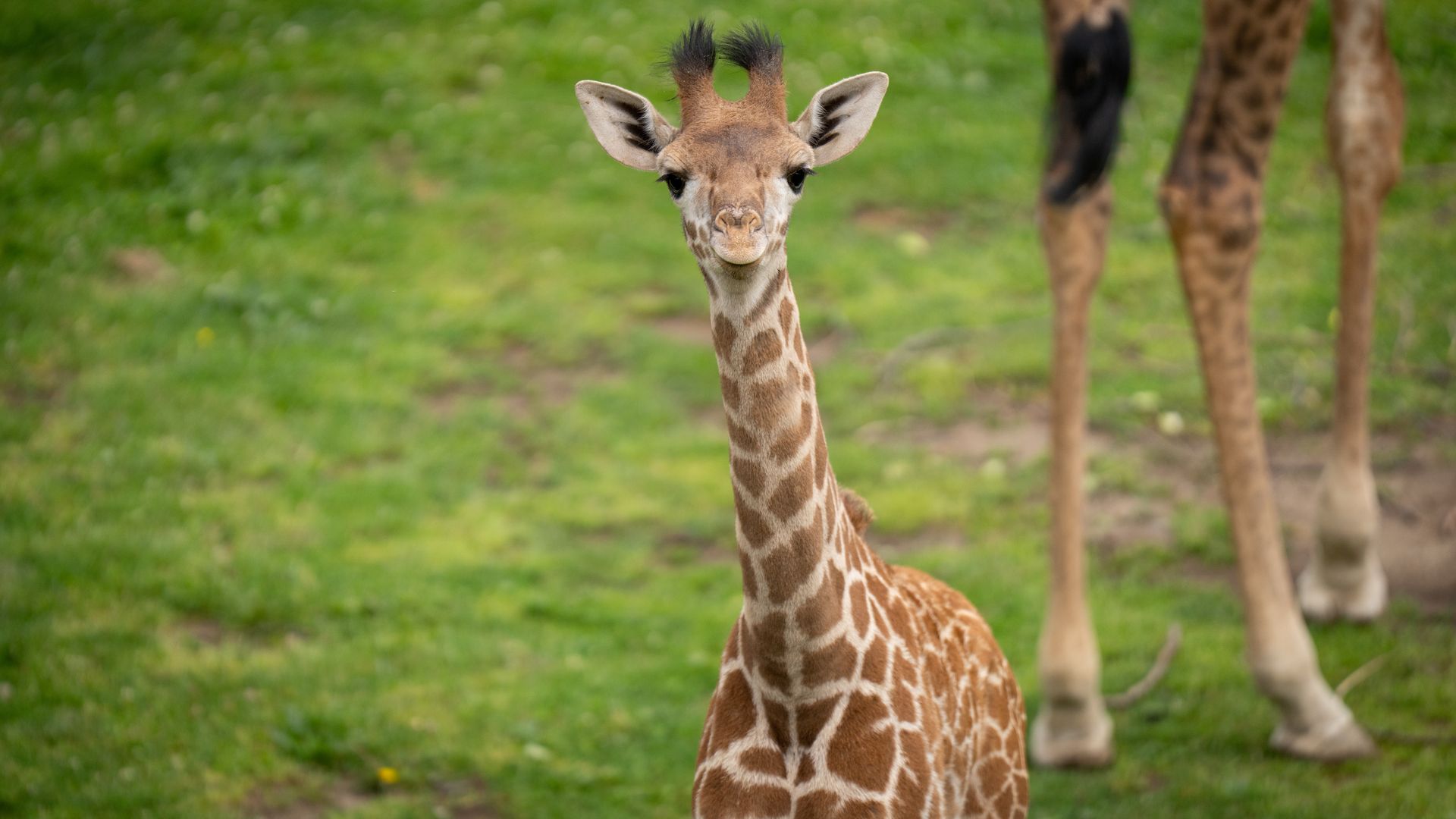 Young giraffe in a green field, facing the camera. Its long neck and tan-brown patches are visible, with blurred legs of another giraffe in the background.