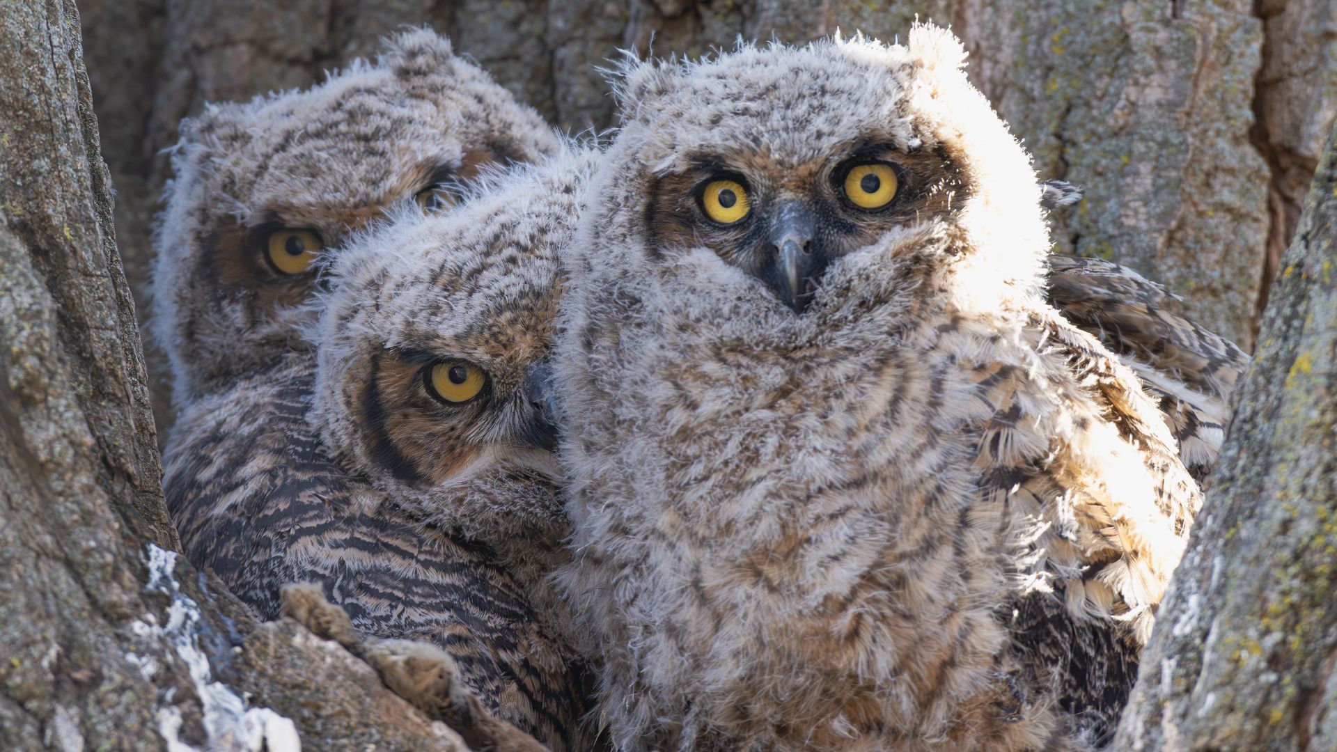 Three fluffy owl chicks with bright yellow eyes huddle in a tree cavity, frost-dusted brown and gray feathers, peering out from the rough bark.