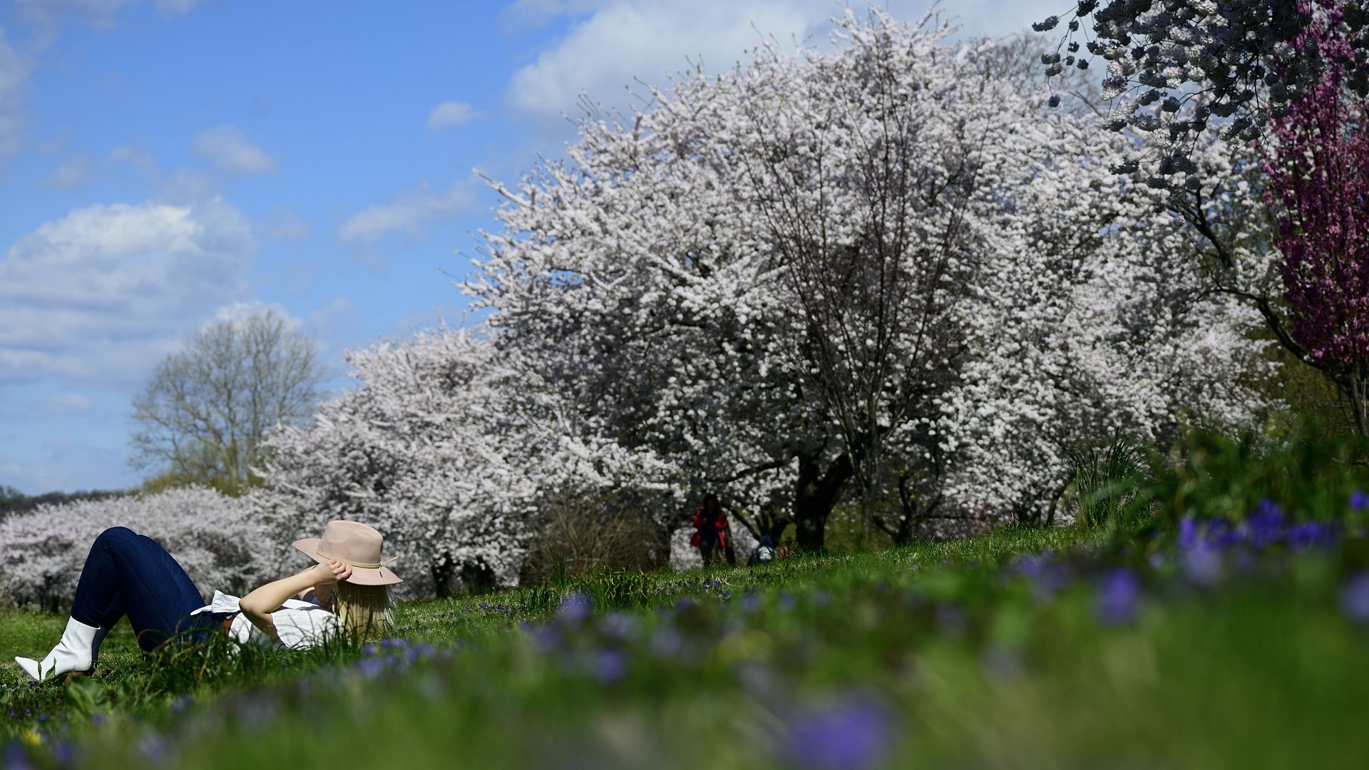 Cherry blossom trees in Philadelphia