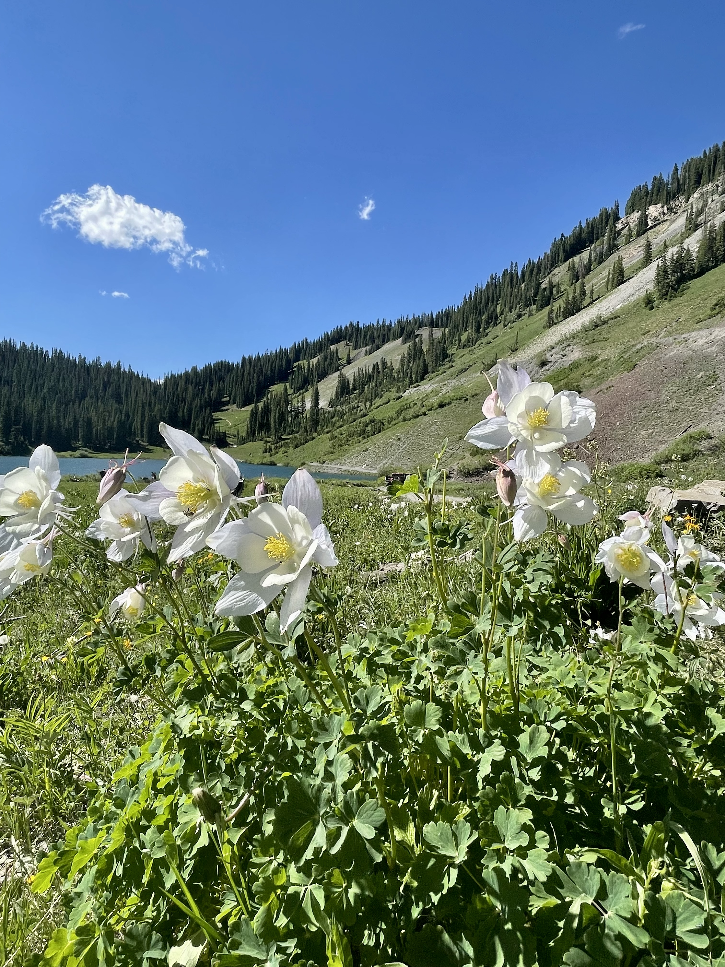 Columbine flowers at Emerald Lake outside Crested Butte.