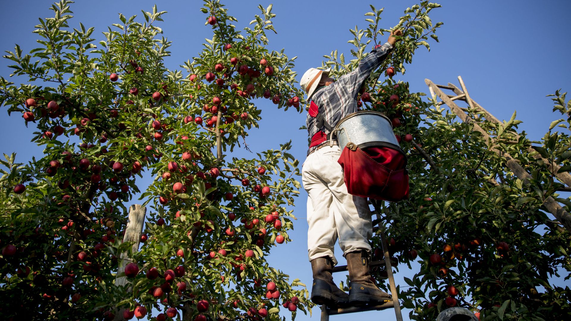 person picking apples