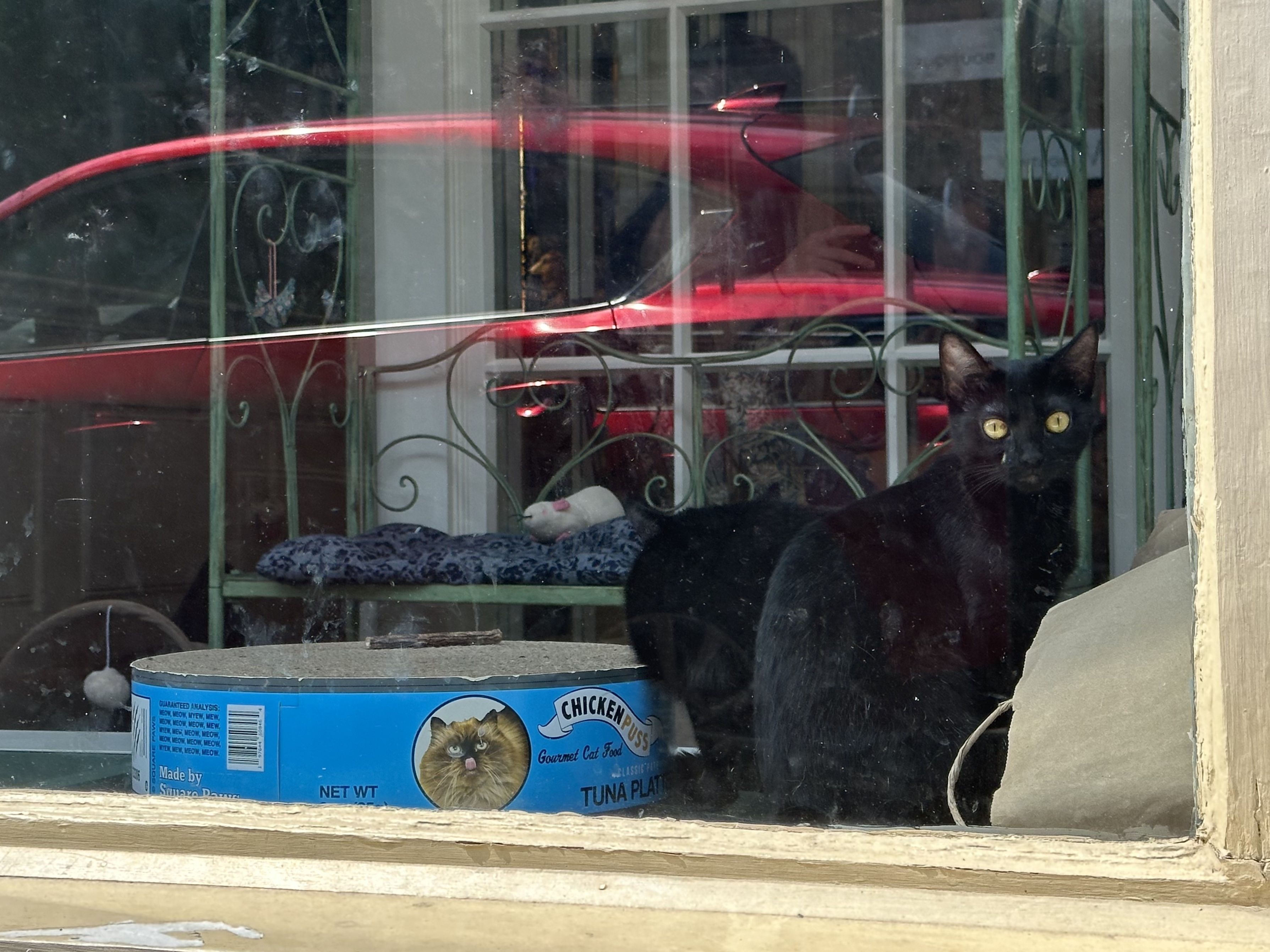 A pair of black cats play in the cat lounge at A Sanctuary Cafe