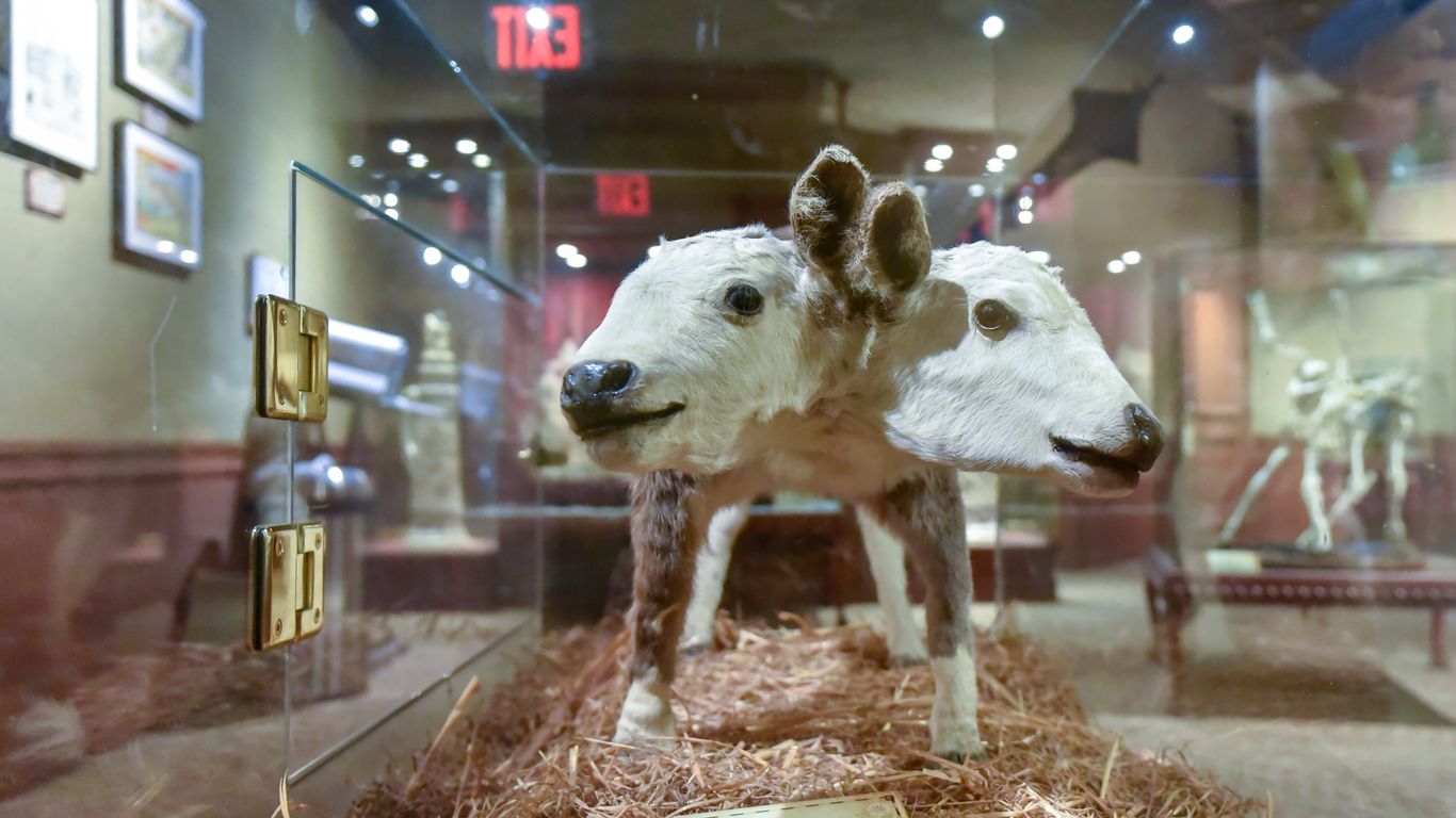 Twin Cities weekend guide: Oddities expo, mini State Fair, Memorial Day