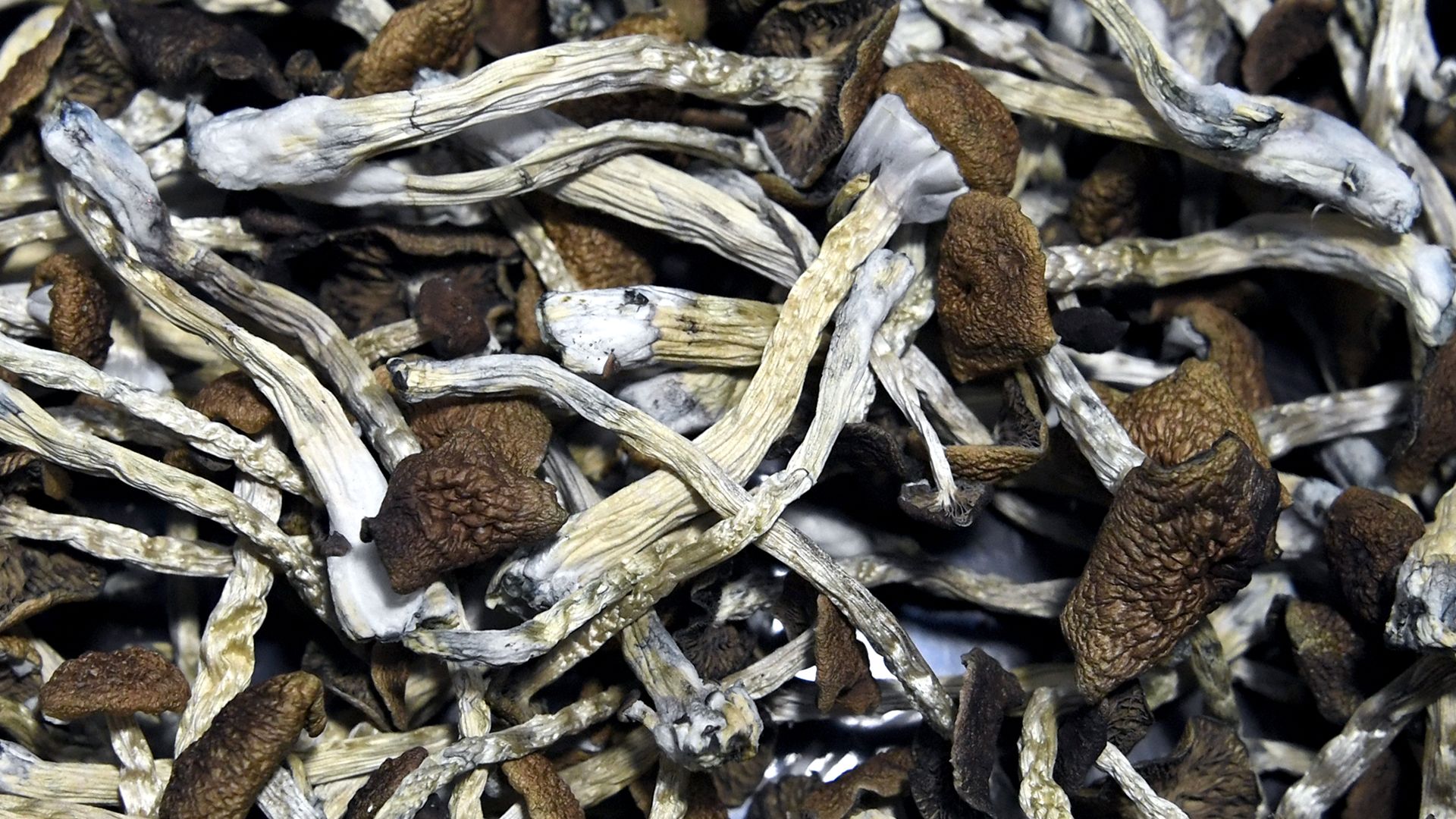 A pile of dried mushrooms with long white stalks and dark brown caps. 