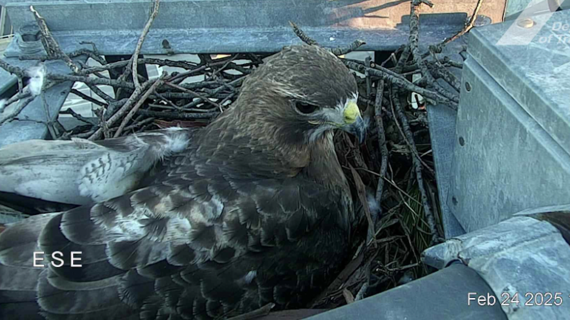 A hawk sits in a nest