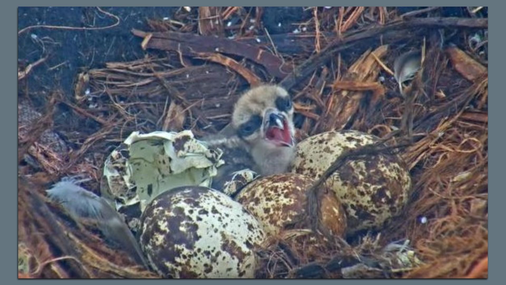 A fluffy baby bird with open beak sits among pine needles and speckled eggs in a nest; another chick peers from the right.