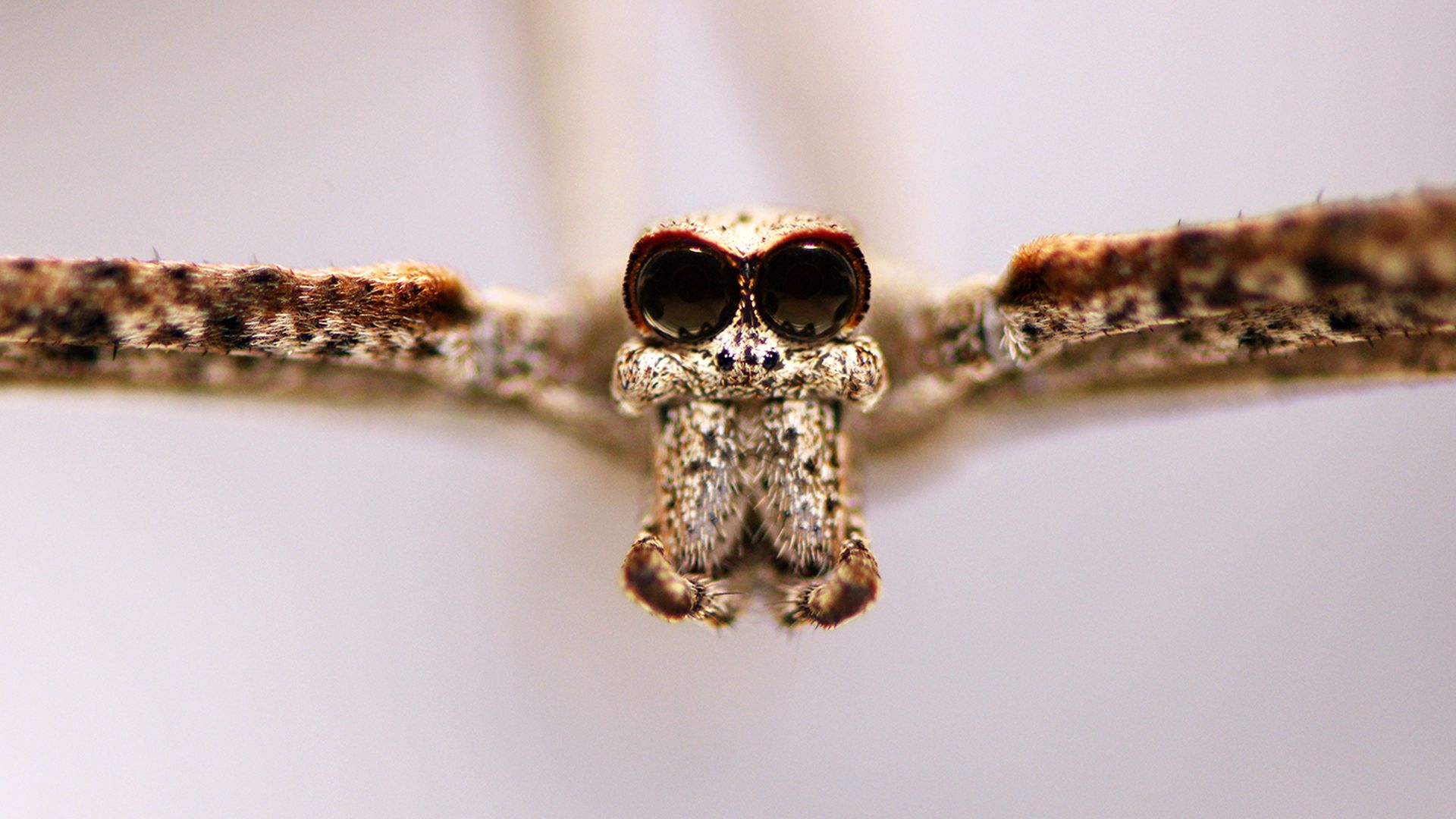 Front view of ogre-faced spider
