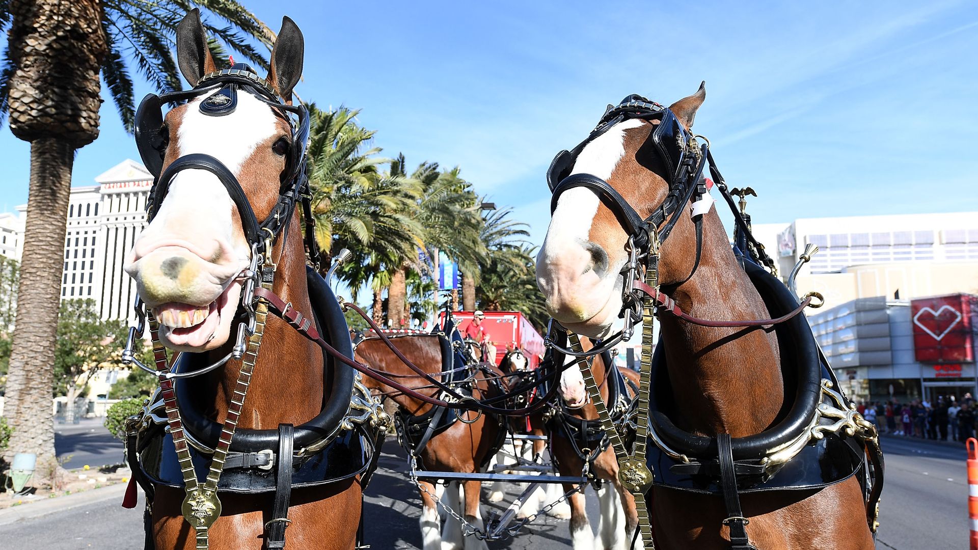 Clydesdales horses smiling at the camera.