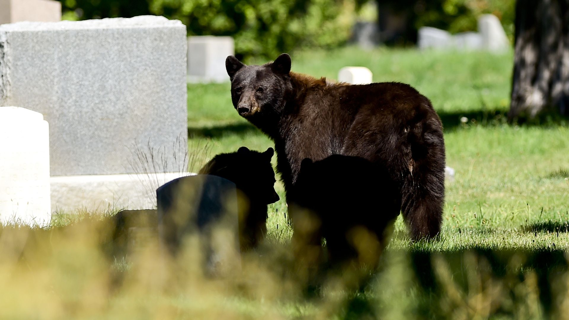 A bear and her cub walk through a shaded cemetery in Boulder