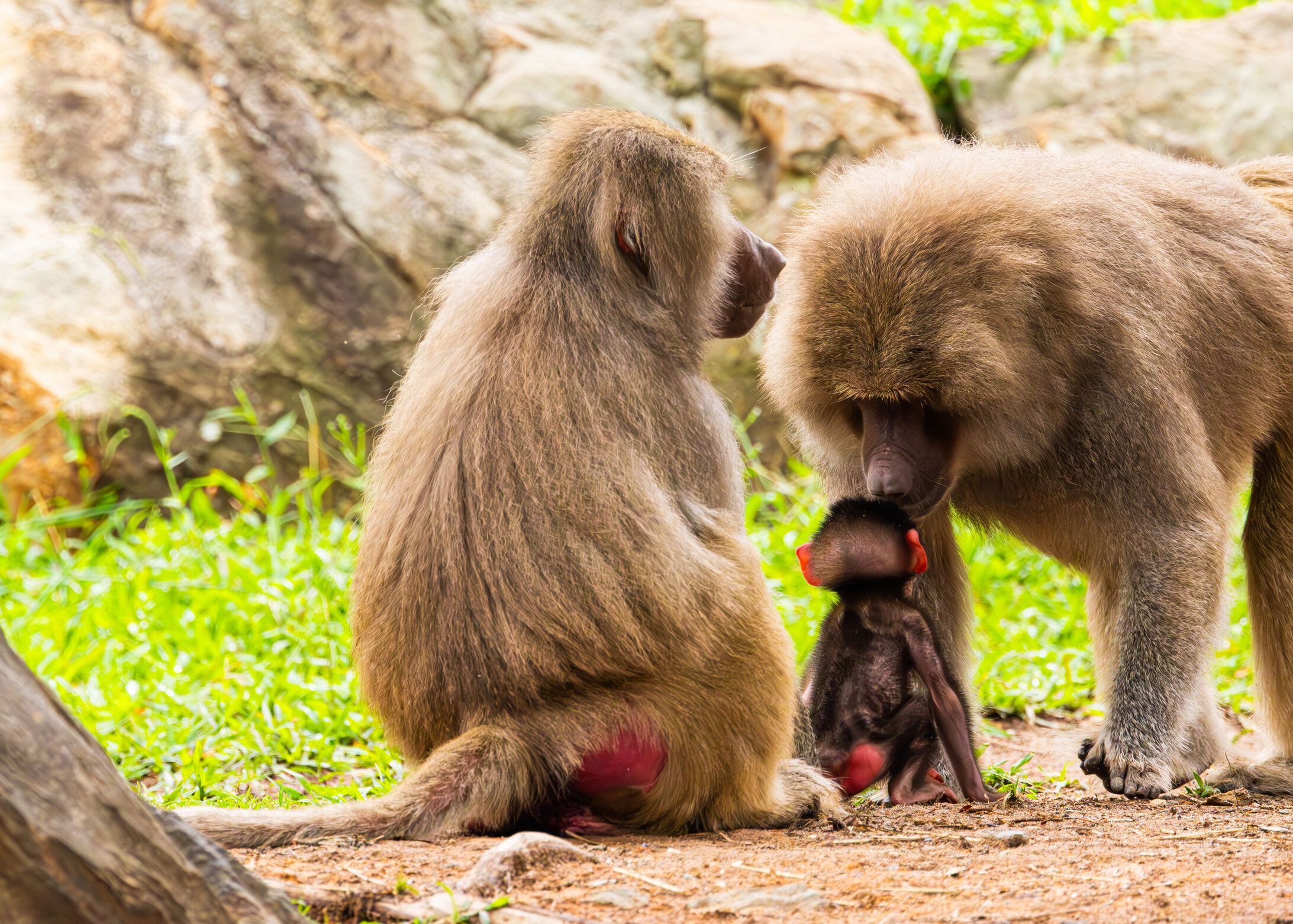 Winnie, a hamadryas baboon, was born at the North Carolina Zoo on June 16, per a press release.