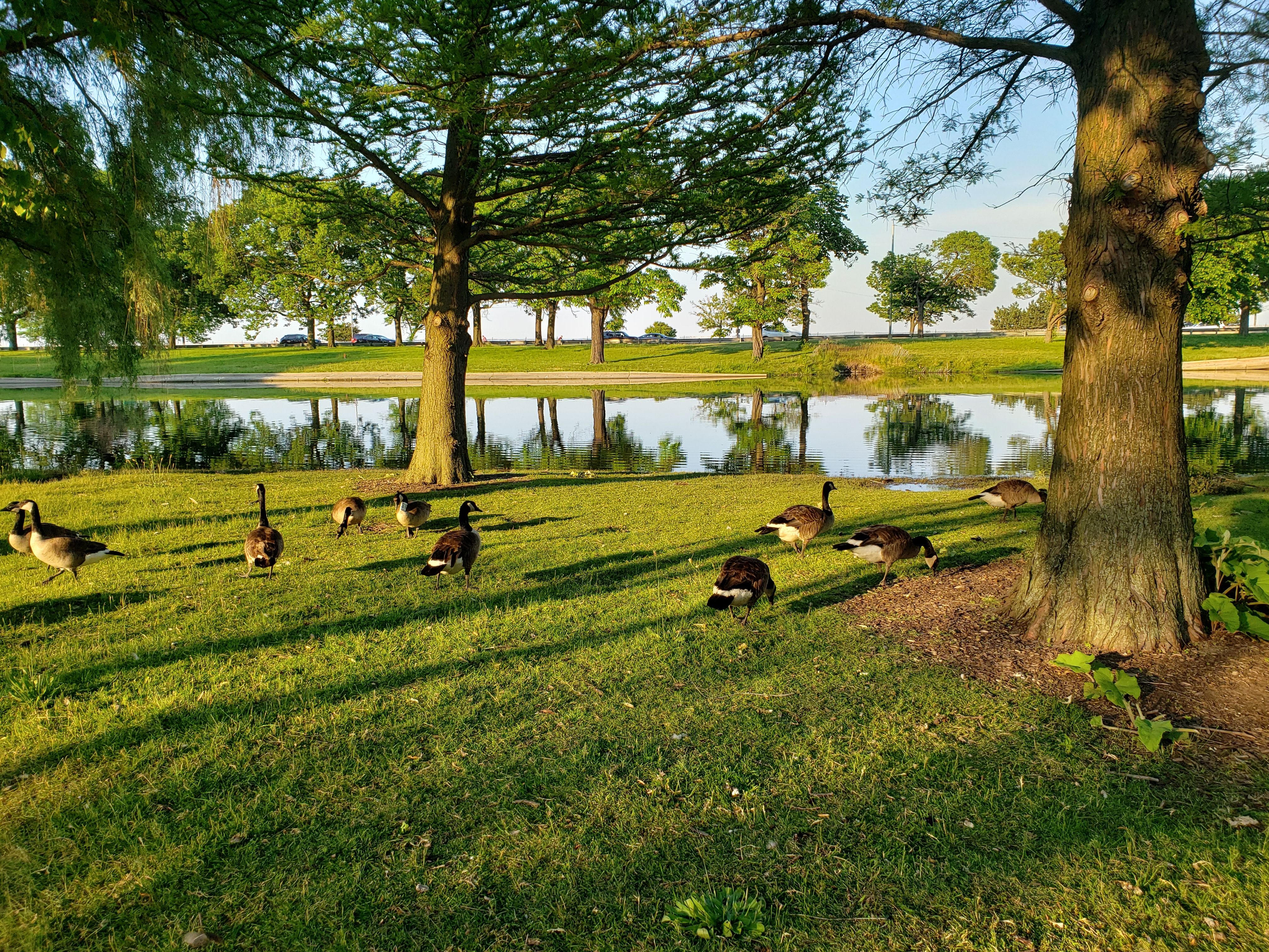 Photo of ducks in front of a pond, under a tree. 