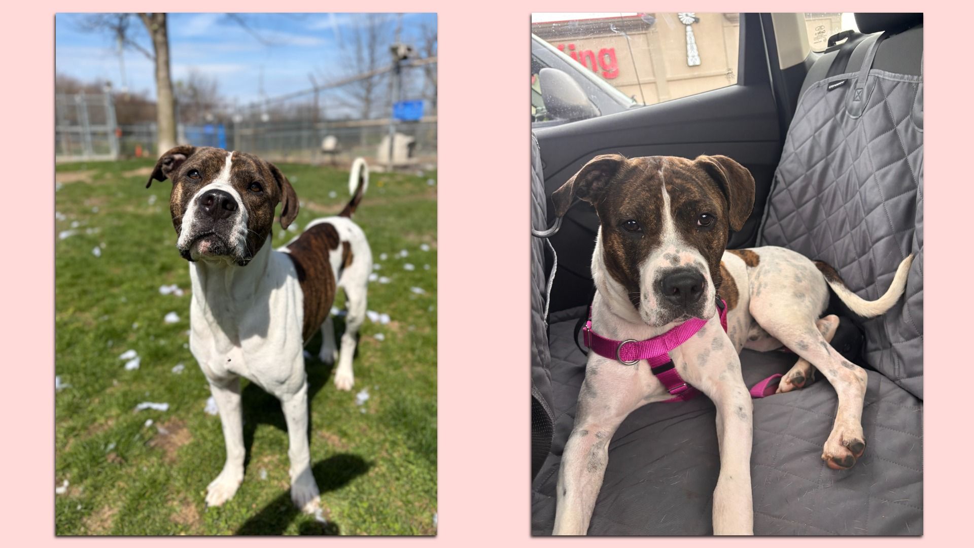 Two photos of a brown and white dog. Left: dog standing on grass at a park with a blurred fence and trees in the background. Right: dog inside a car on a quilted gray seat wearing a pink harness.