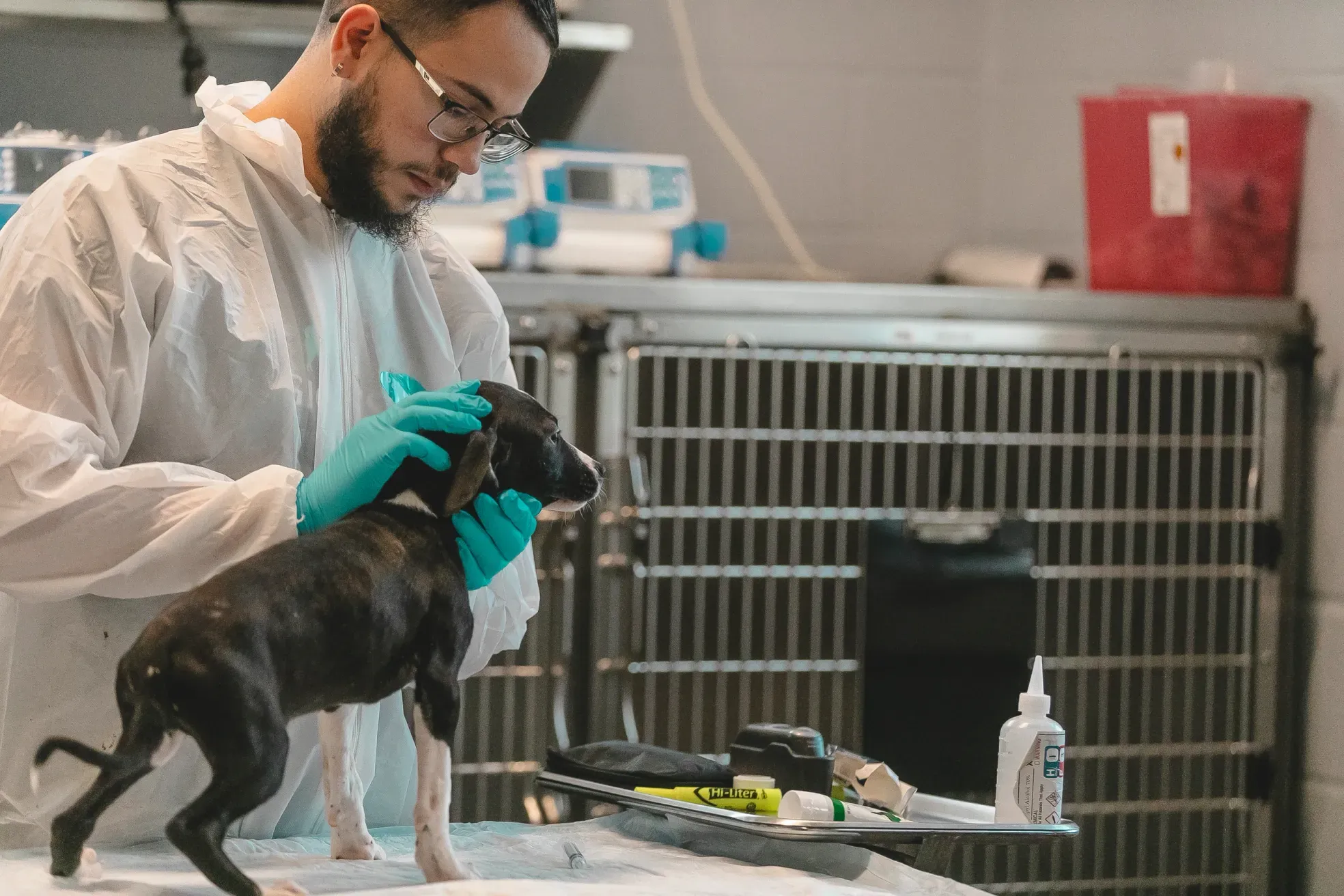 A veterinarian in a white protective gown and teal gloves gently holds a small black dog on an examination table in a clinical veterinary setting, with cages and medical supplies in the background.