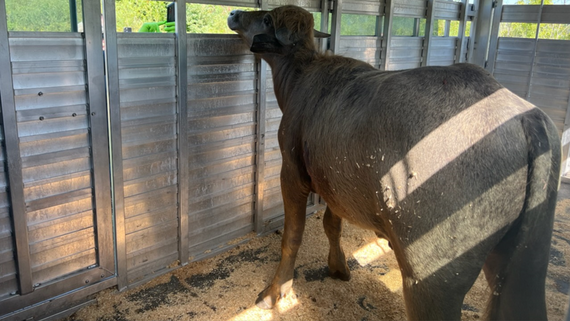 A photo of a water buffalo.