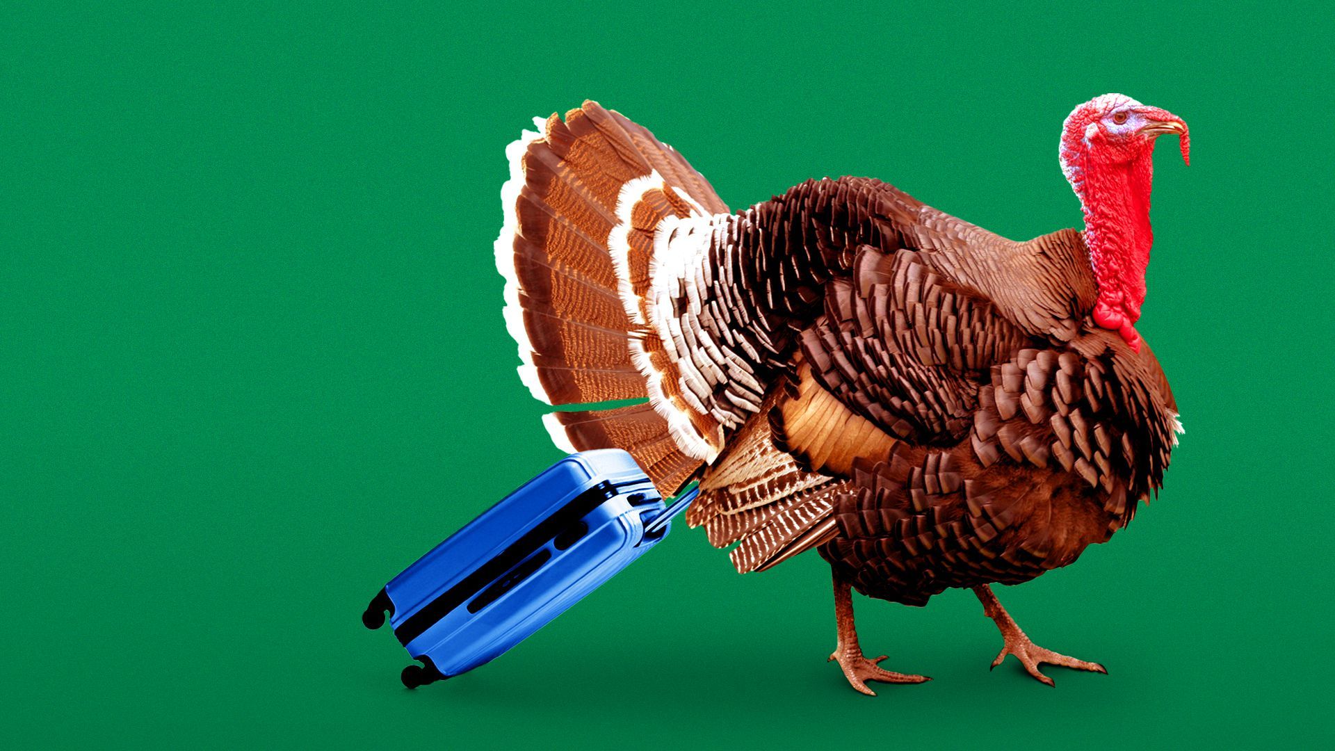 Illustration of a turkey pulling a suitcase. 