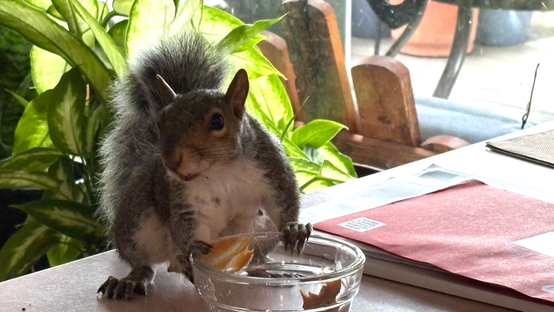 Gray squirrel with a fluffy tail sits on a counter, paws on a small glass jar, with green plants and outdoor cafe chairs in the background.