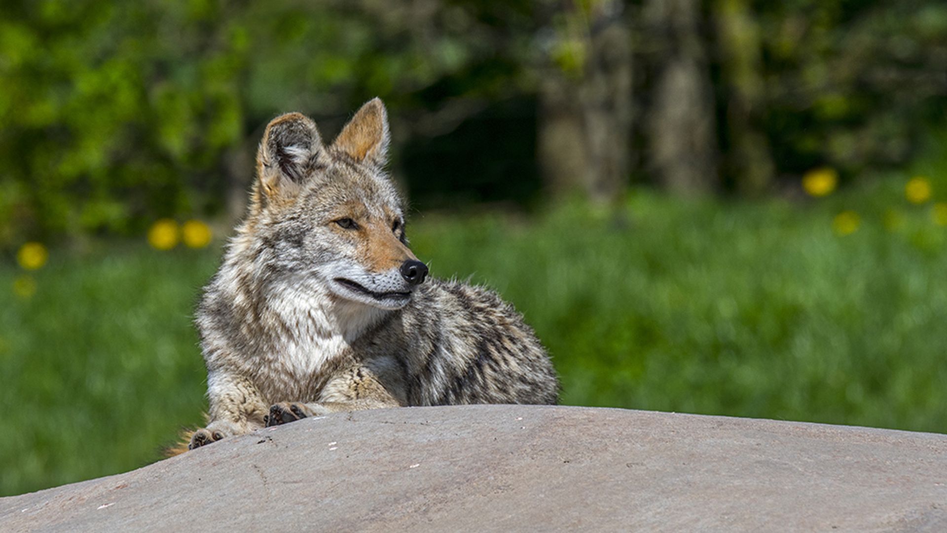 Critter of the Month: Coyote Mississippi State University Extension Service