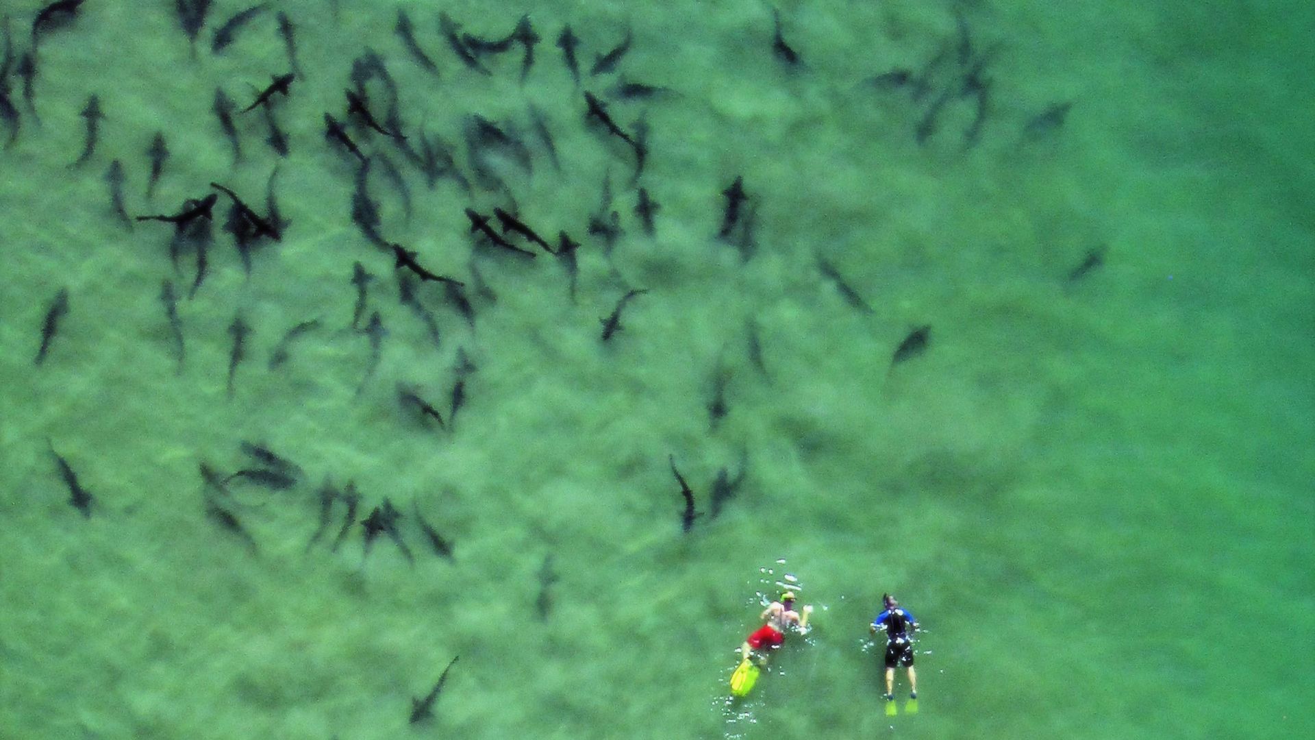 Greenish underwater scene with a dense school of dark, slender leopard sharks scattered across the frame; two snorkelers in bright gear swim near the bottom-right.