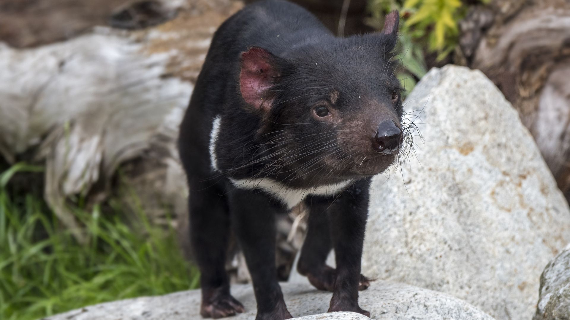 Tasmanian devil 