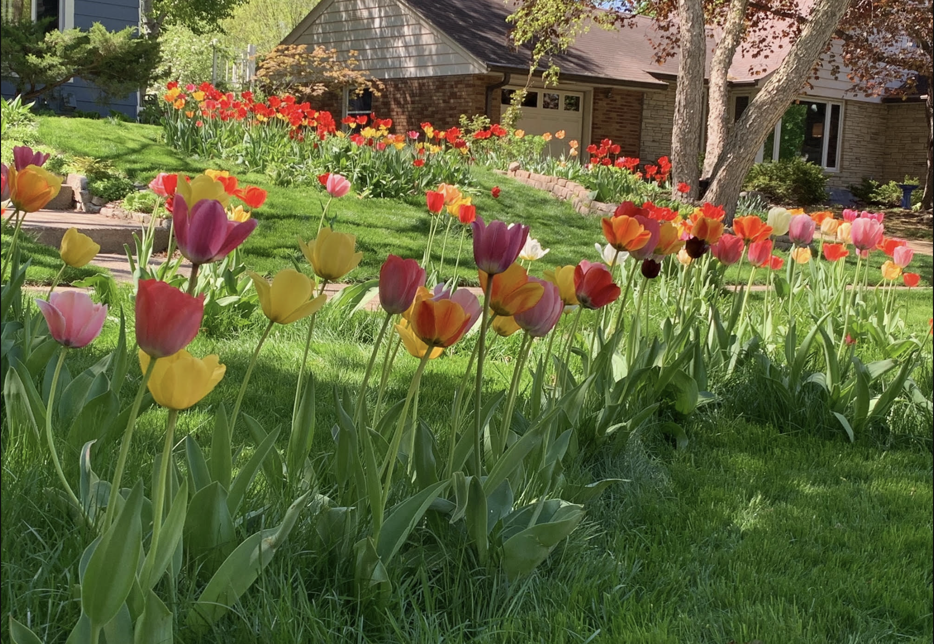 tulips in a front yard