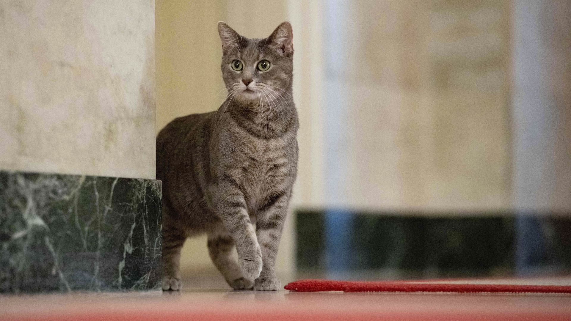Picture of Willow, the White House cat