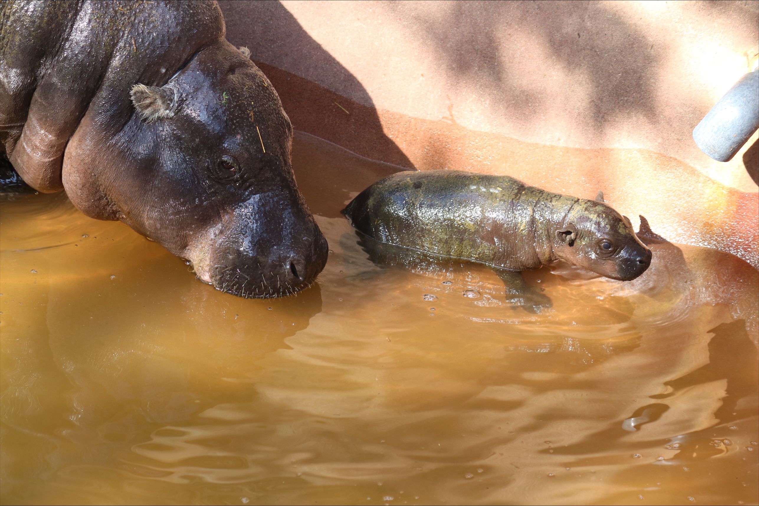 Ruka and her mom, Zsa Zsa