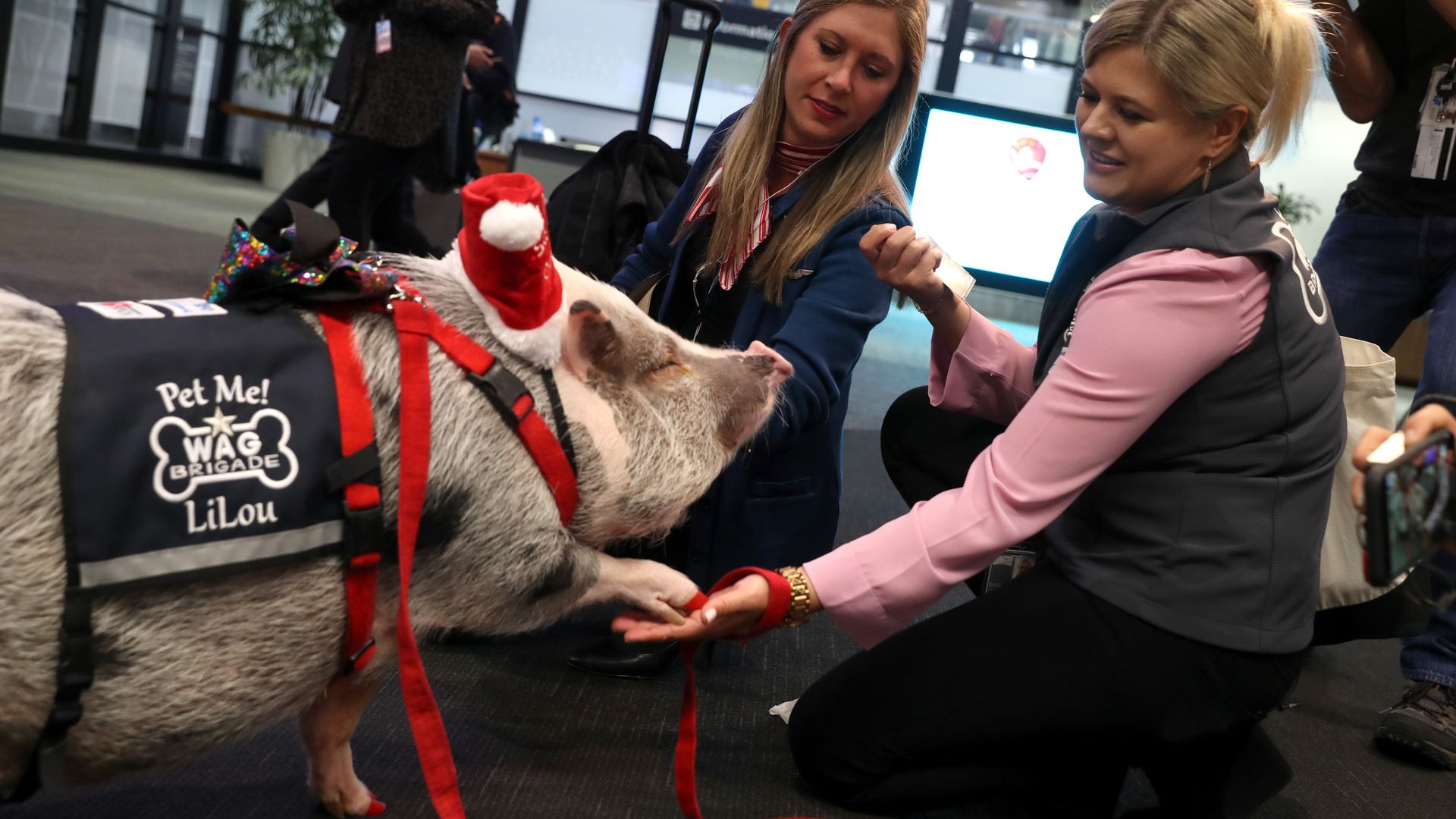 A gray pig wearing a red harness and a Santa hat with a black vest reading "Pet Me! WAG Brigade Lilou" is interacting with two women kneeling on the floor in an indoor setting.