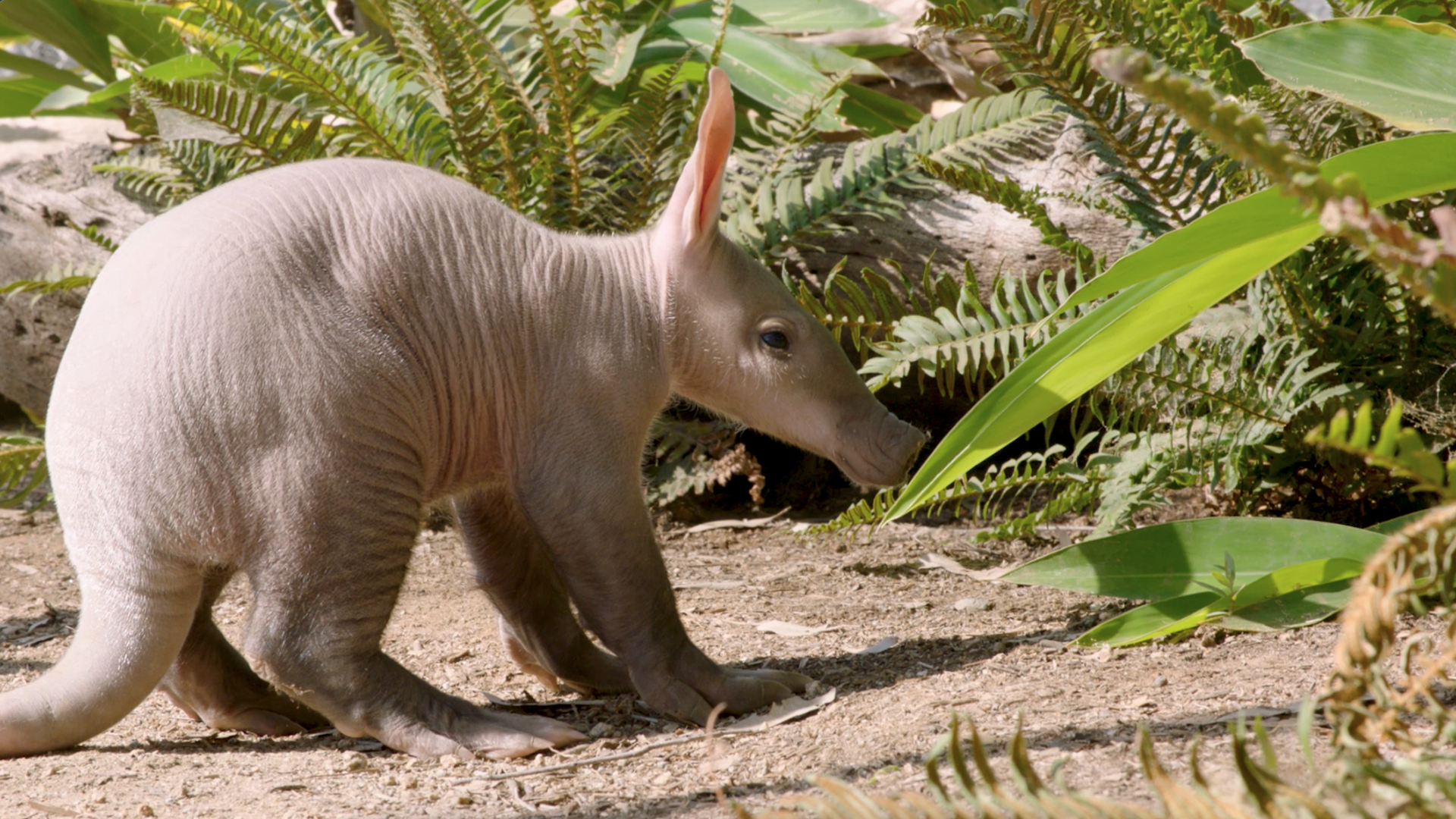 A baby aardvark calf stands around plants.