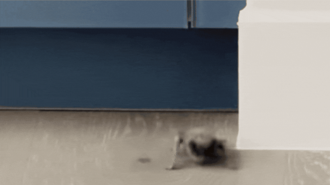 A gif of a bat crawling and then flying.